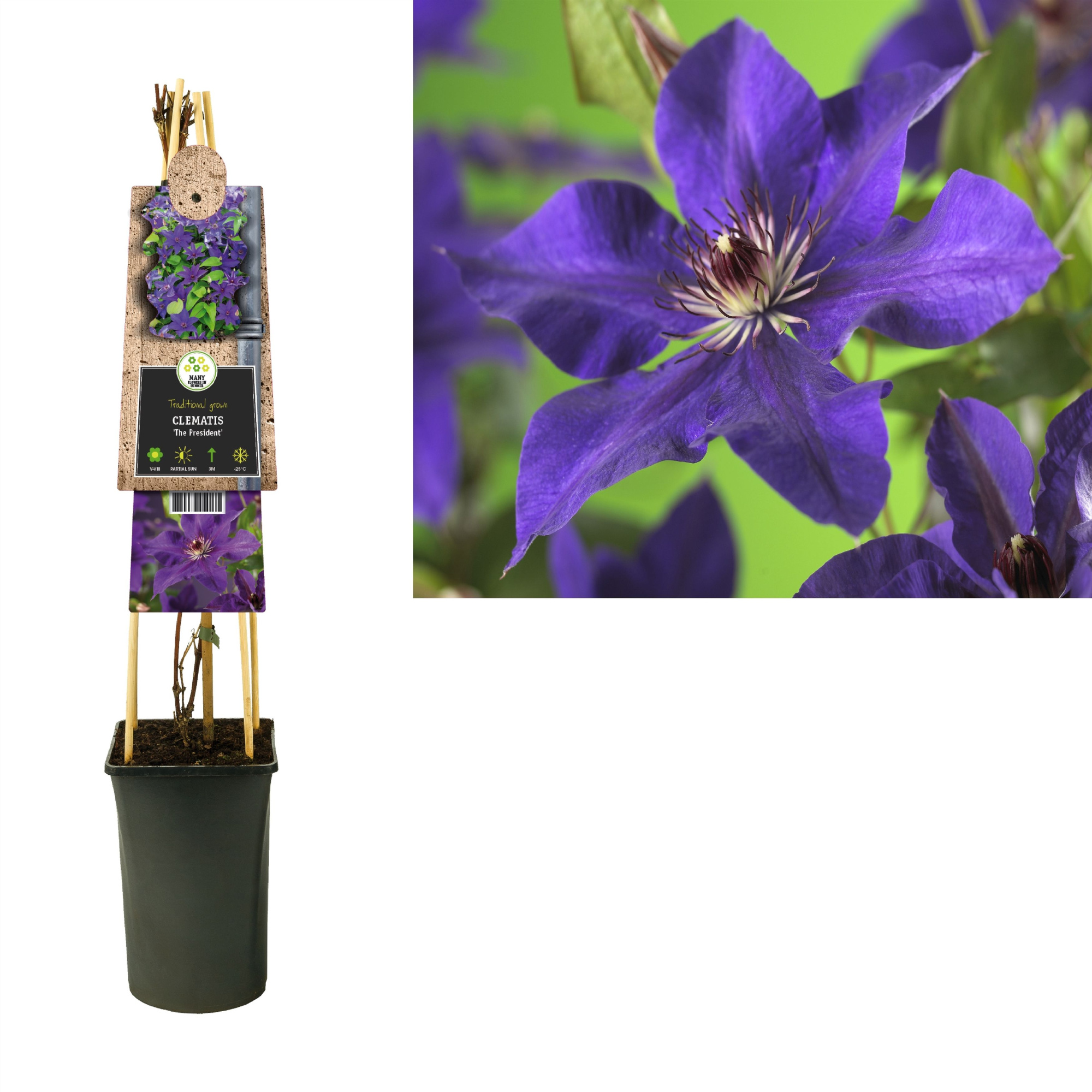 Clematis 'The President' +3.0 label, D 17