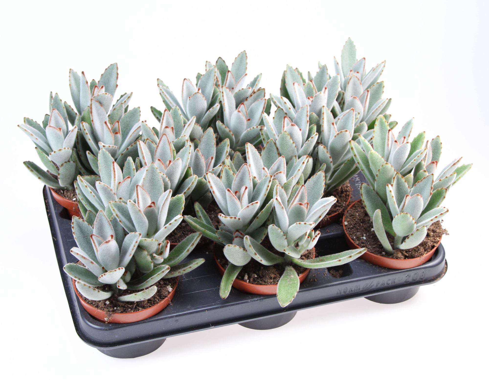 Kalanchoe Tomentosa, D 10,5