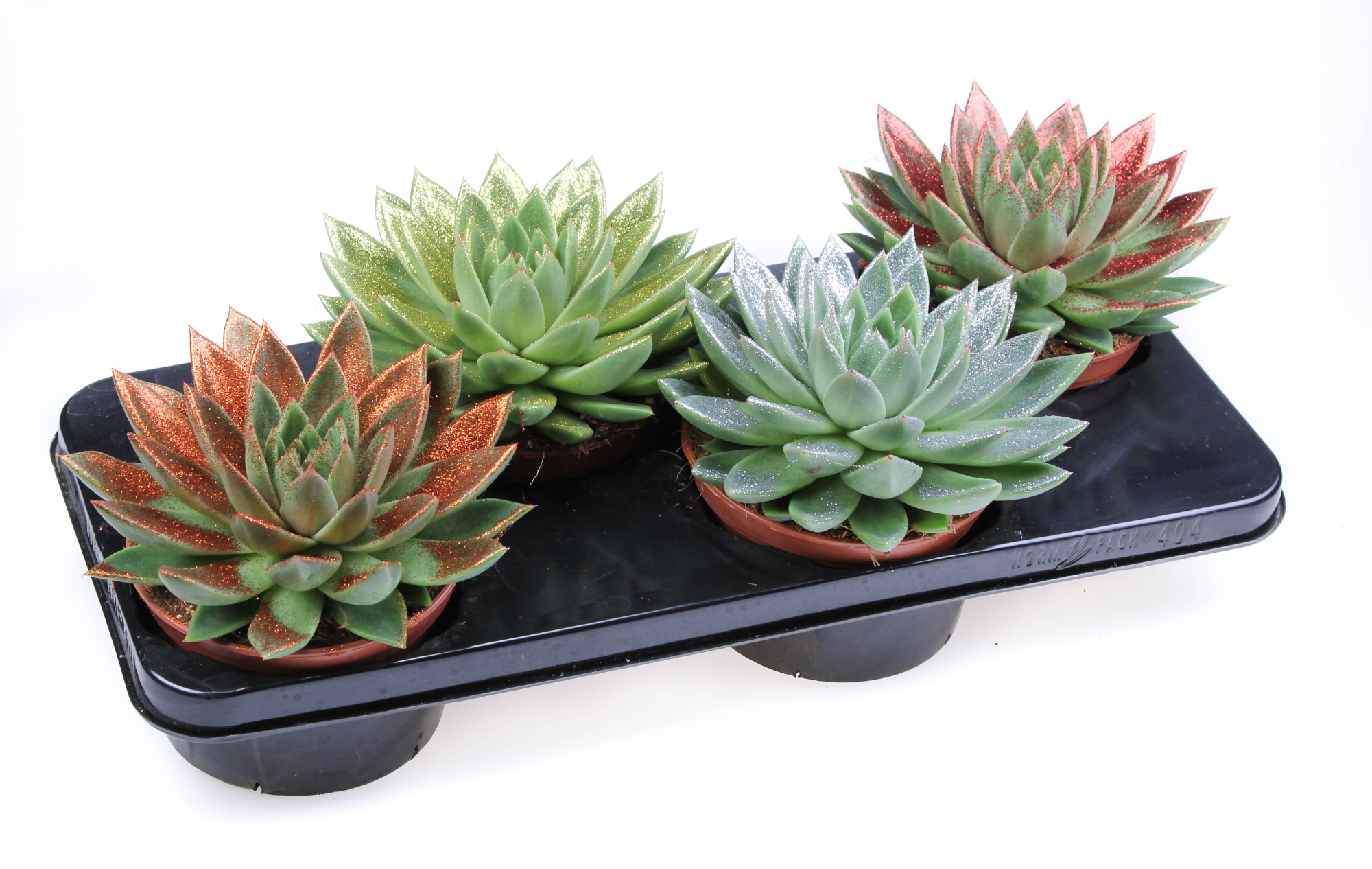 Bio miranda naturel glittermix, D 15