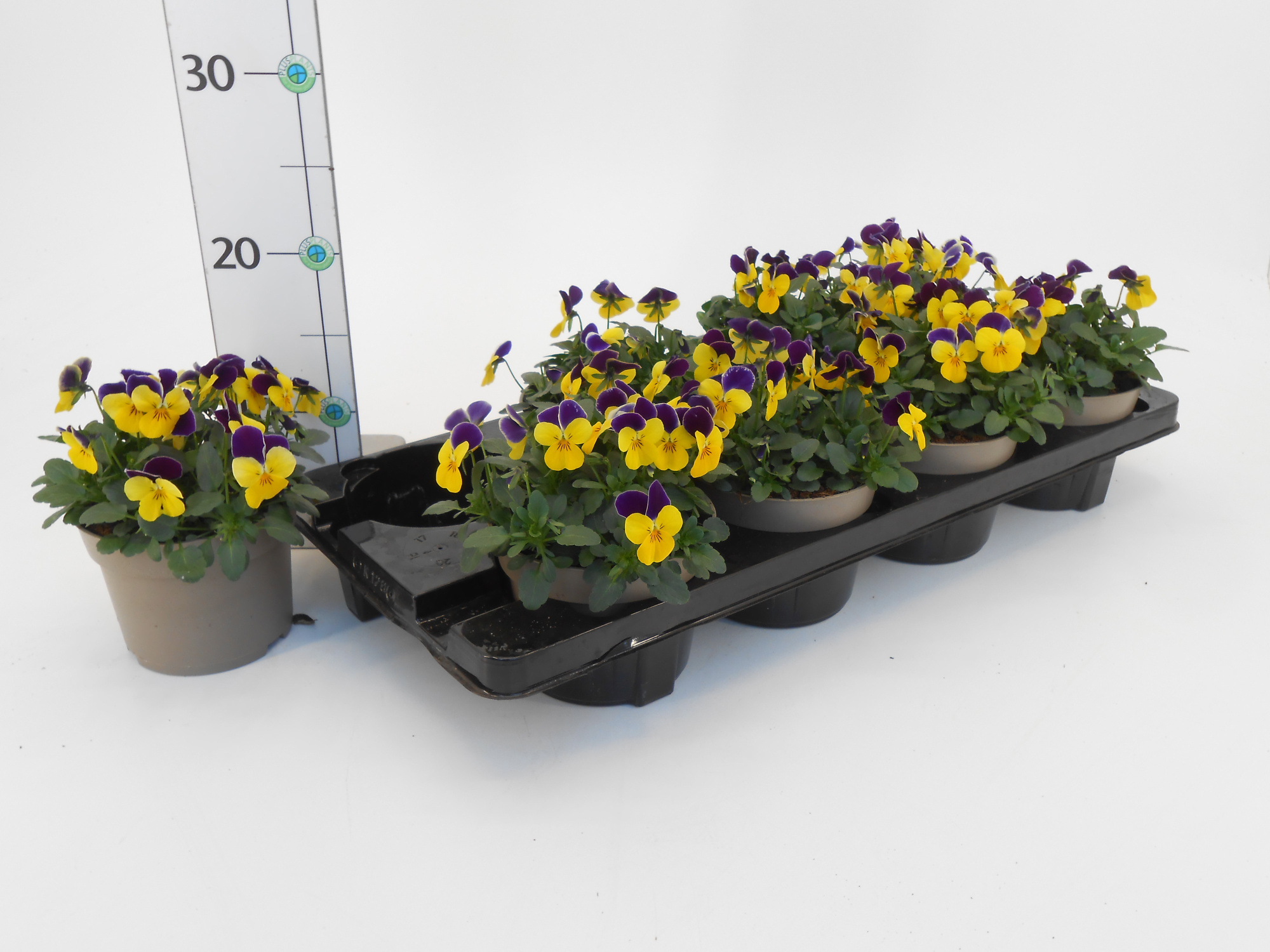 Viola cornuta yellow/purple, D 13