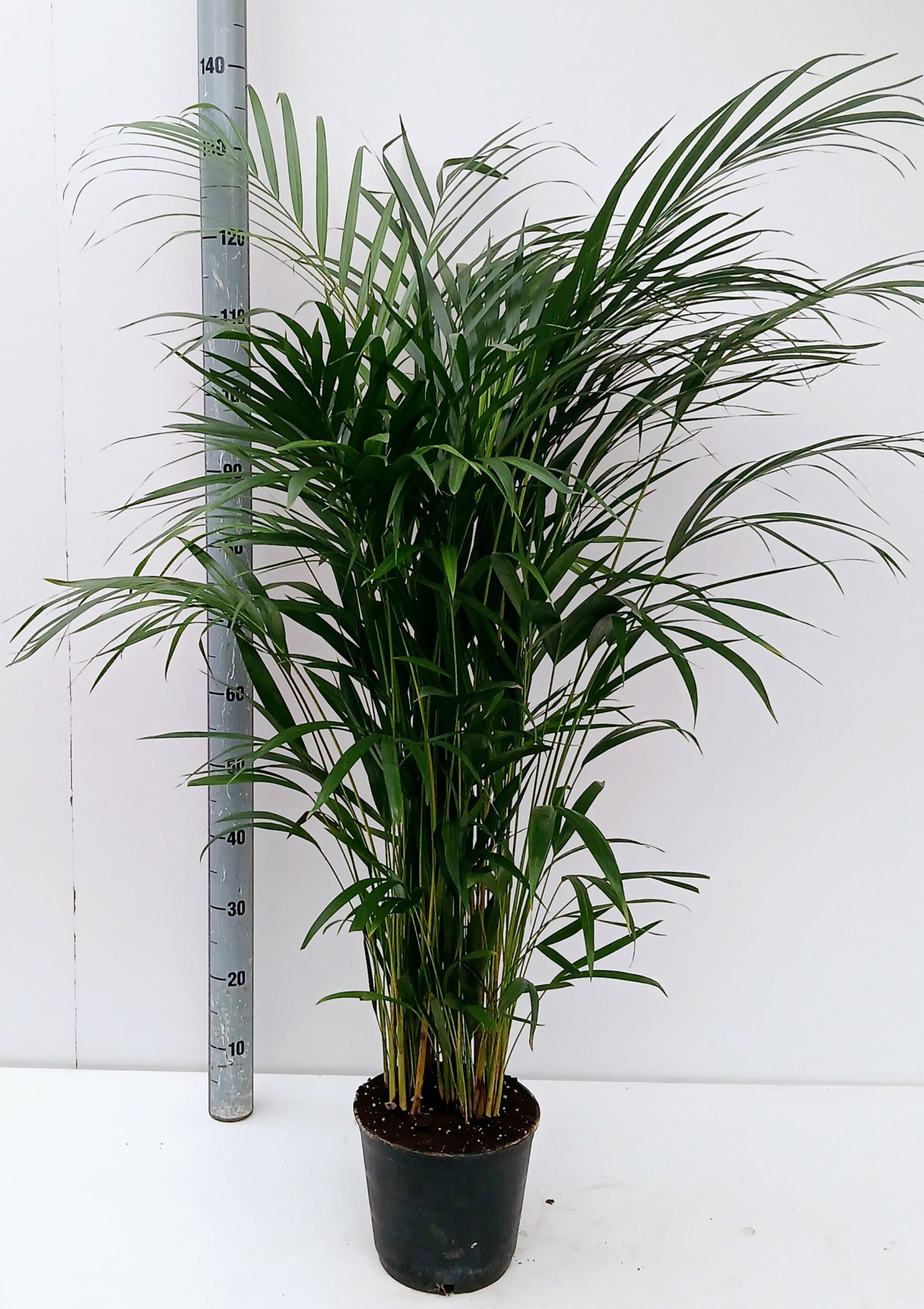 dypsis lutescens, D 17