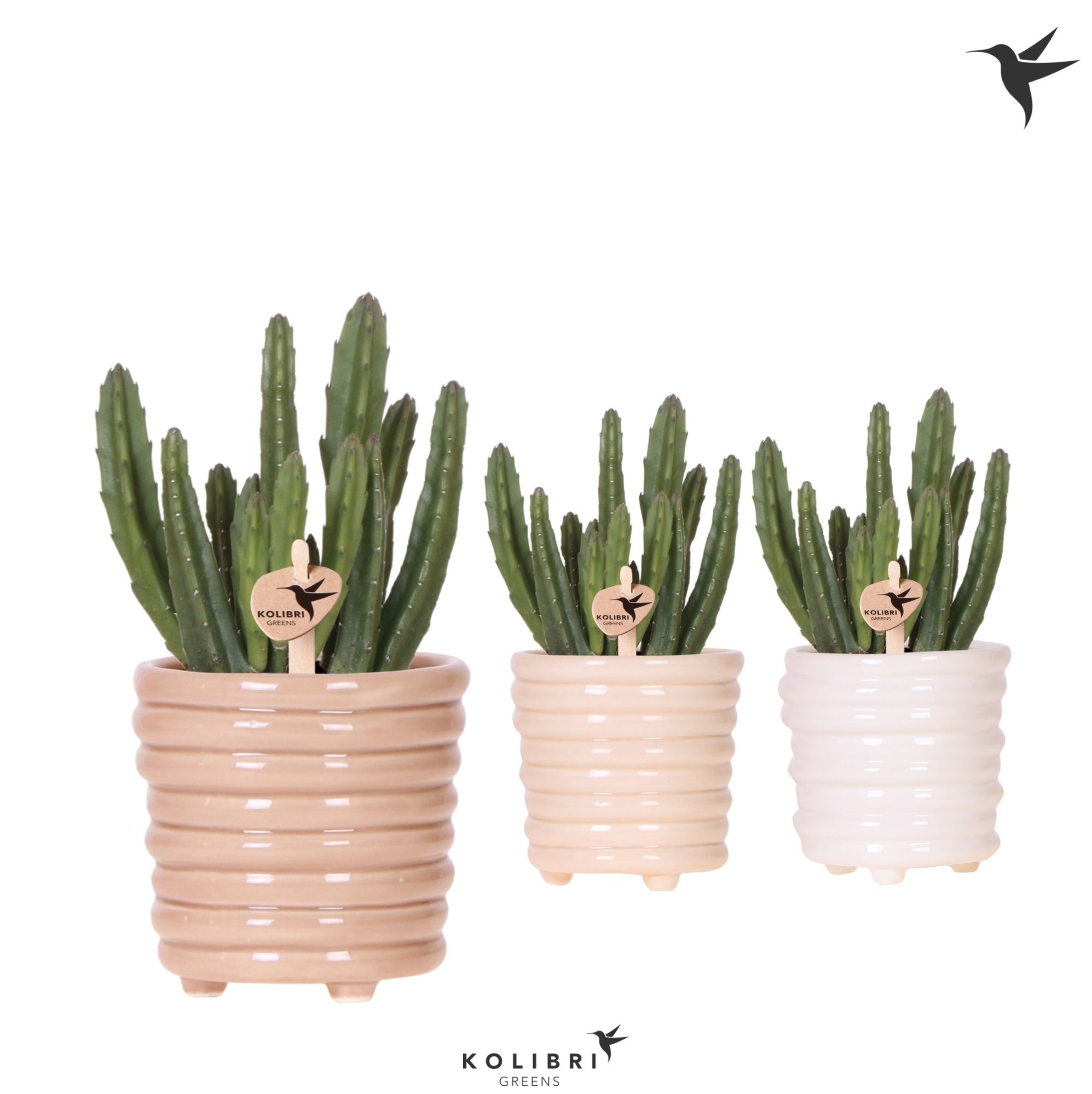 Kolibri Greens Stapelia Leendertziae in Ring pot mix, D 9