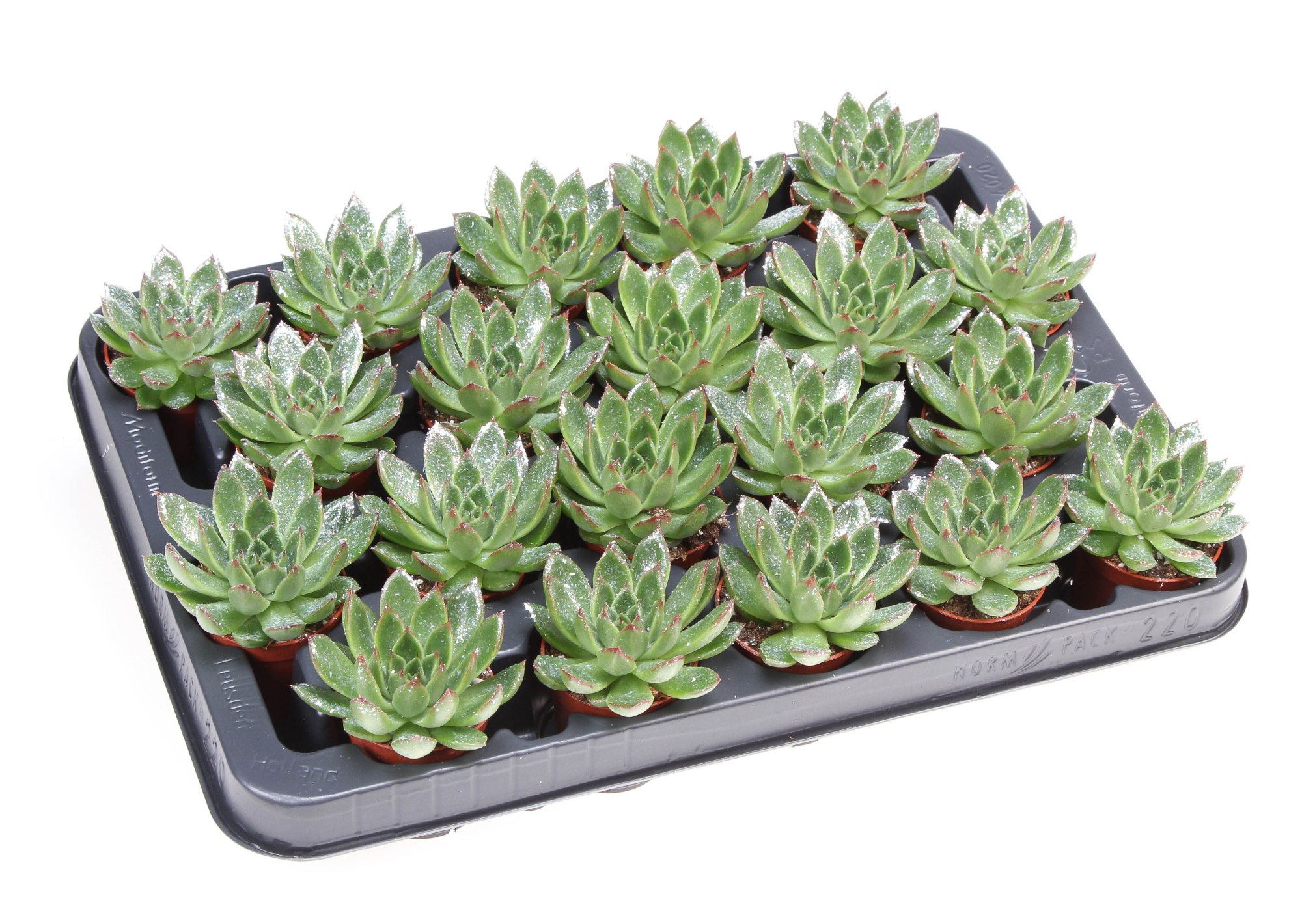 Miranda naturel glitter, D 5,5