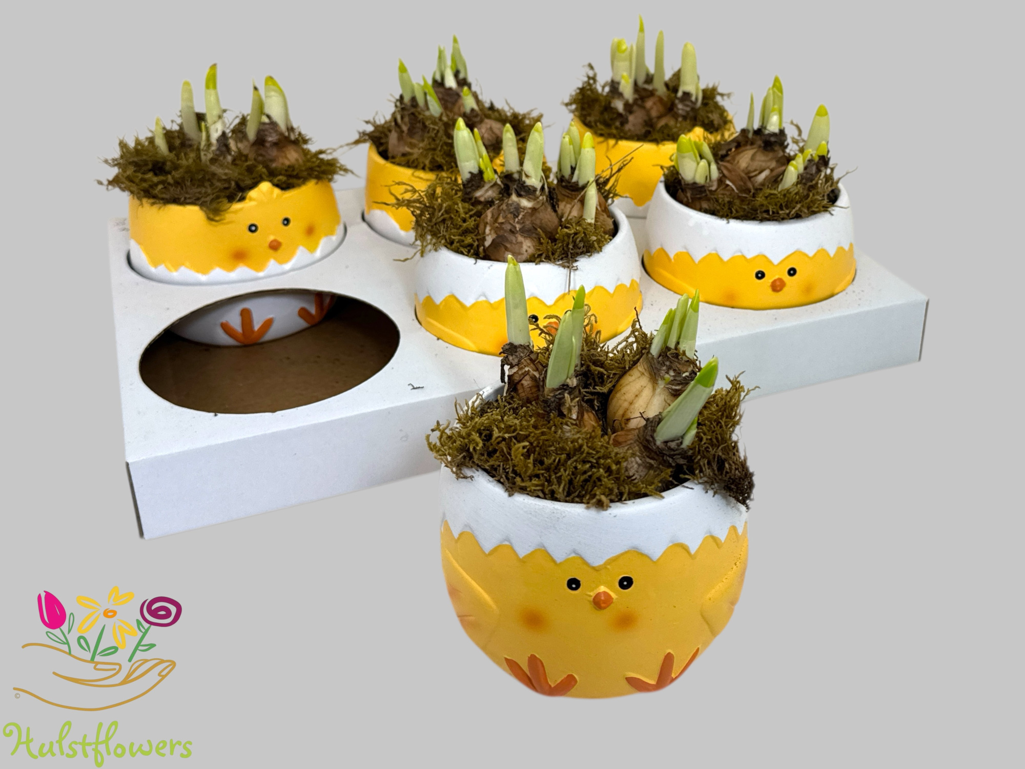 Arrangement Narcis Tete-a-Tete in Chicken pot, D 12