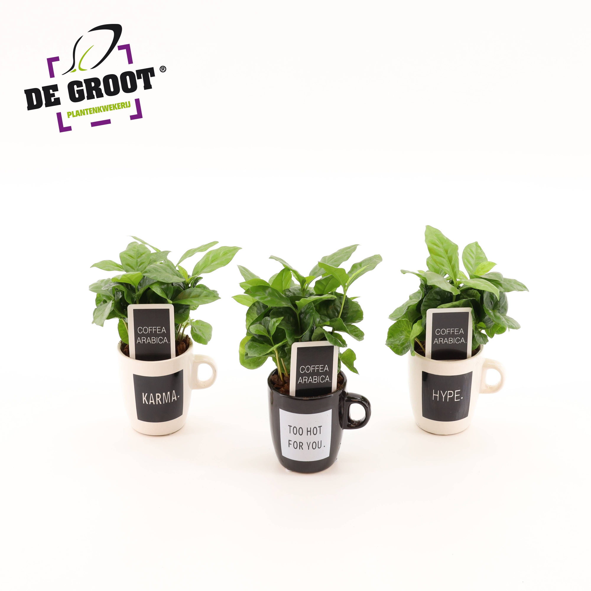 Coffea in koffiemok "Quotes", D 8