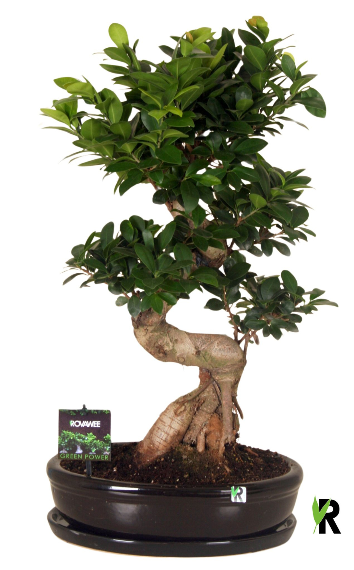 Ficus micr. S-type in keram. ovale schaal met schotel zwart, D 35