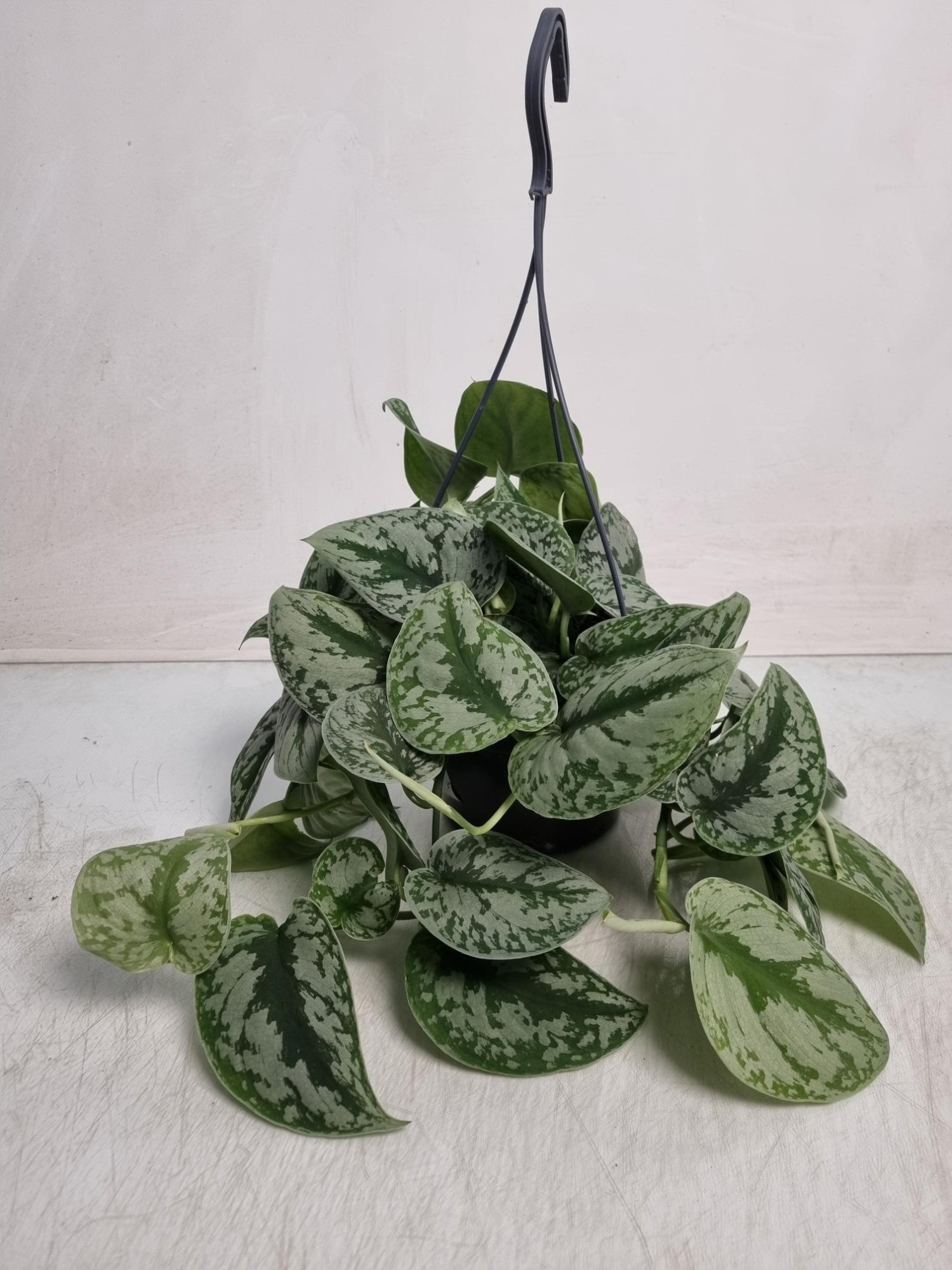 Scindapsus Trebie hangpot, D 19