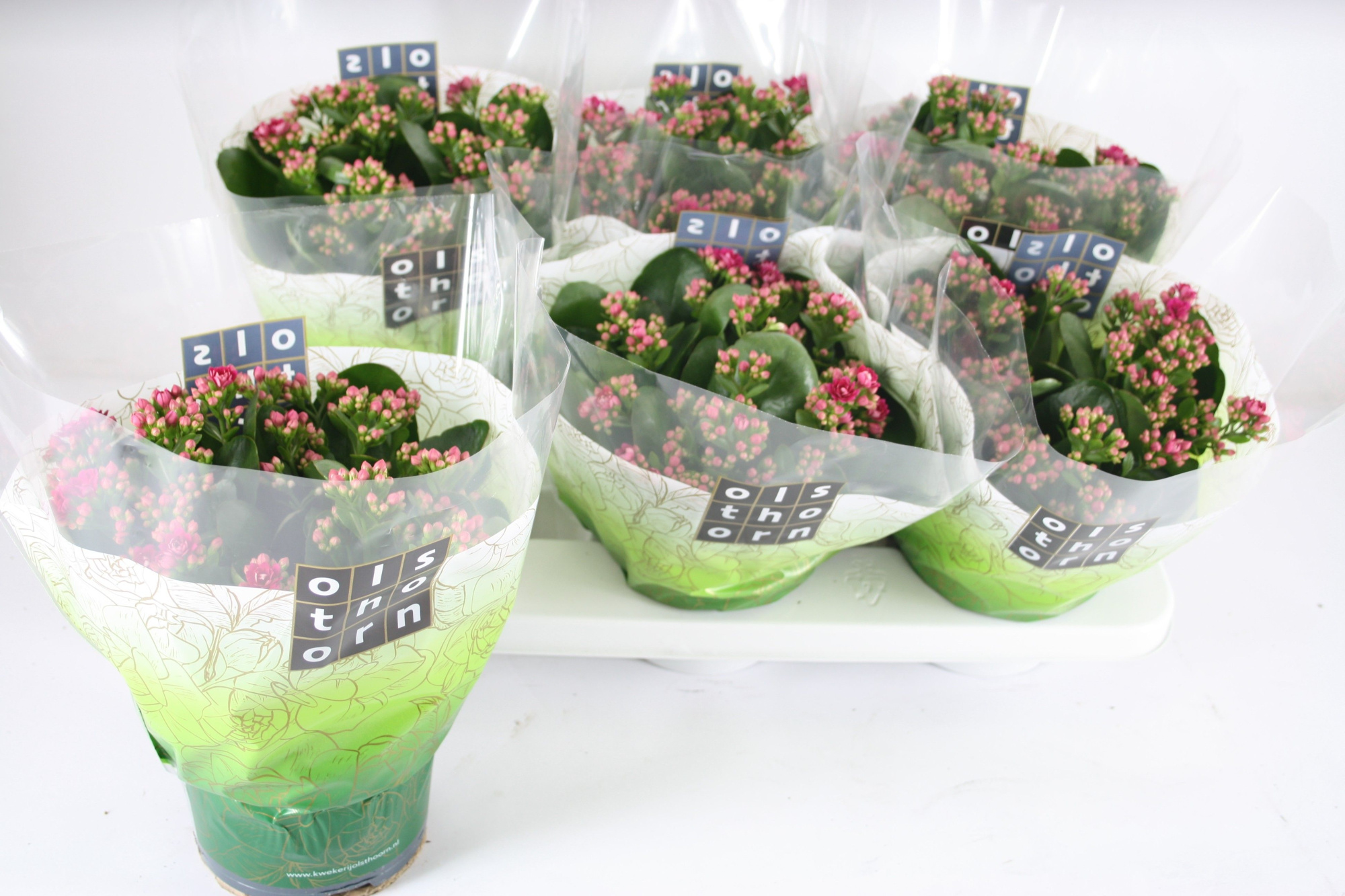 Gevuld 15 cm PAARS, D 15