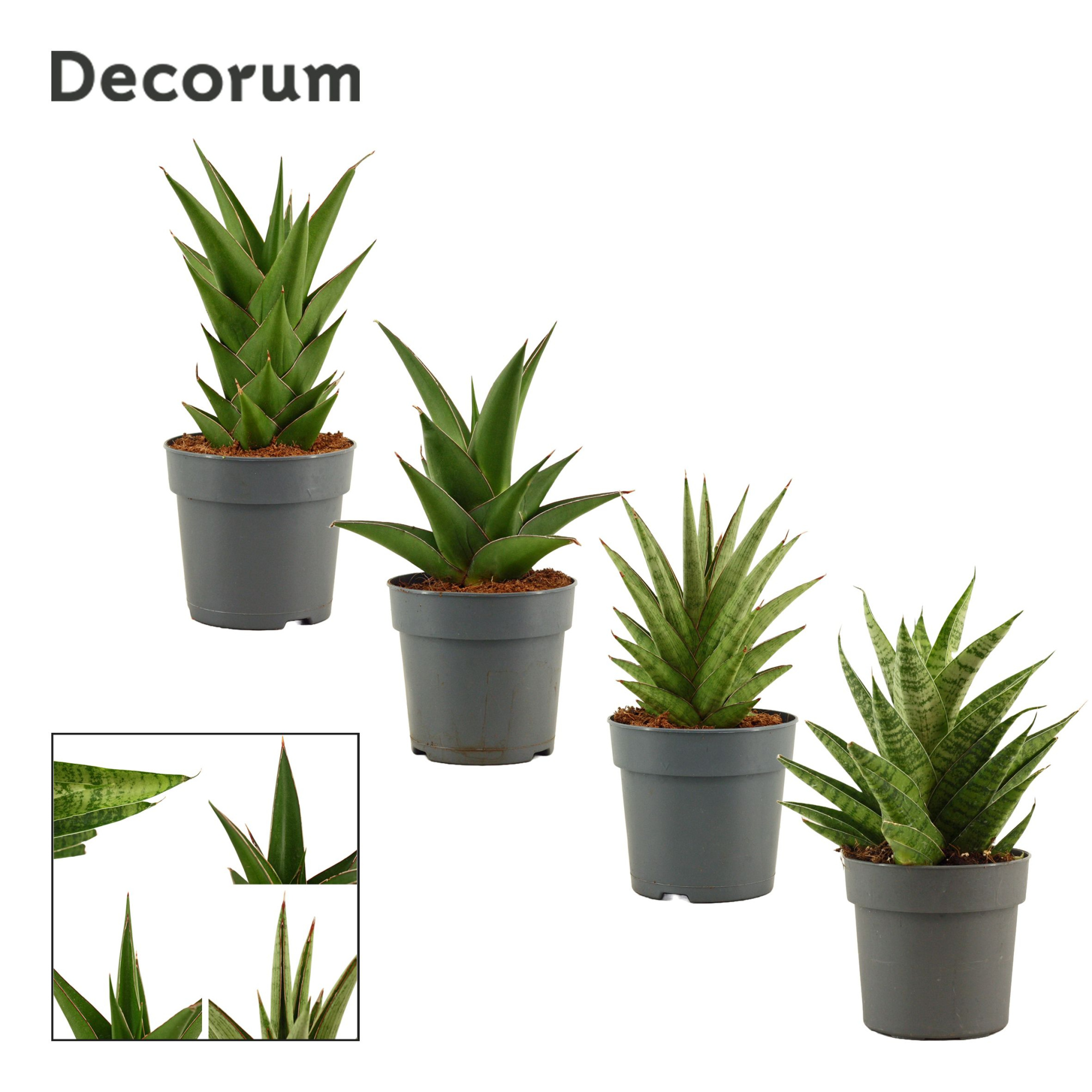 Sansevieria Crown Mix 12 cm (Decorum), D 12