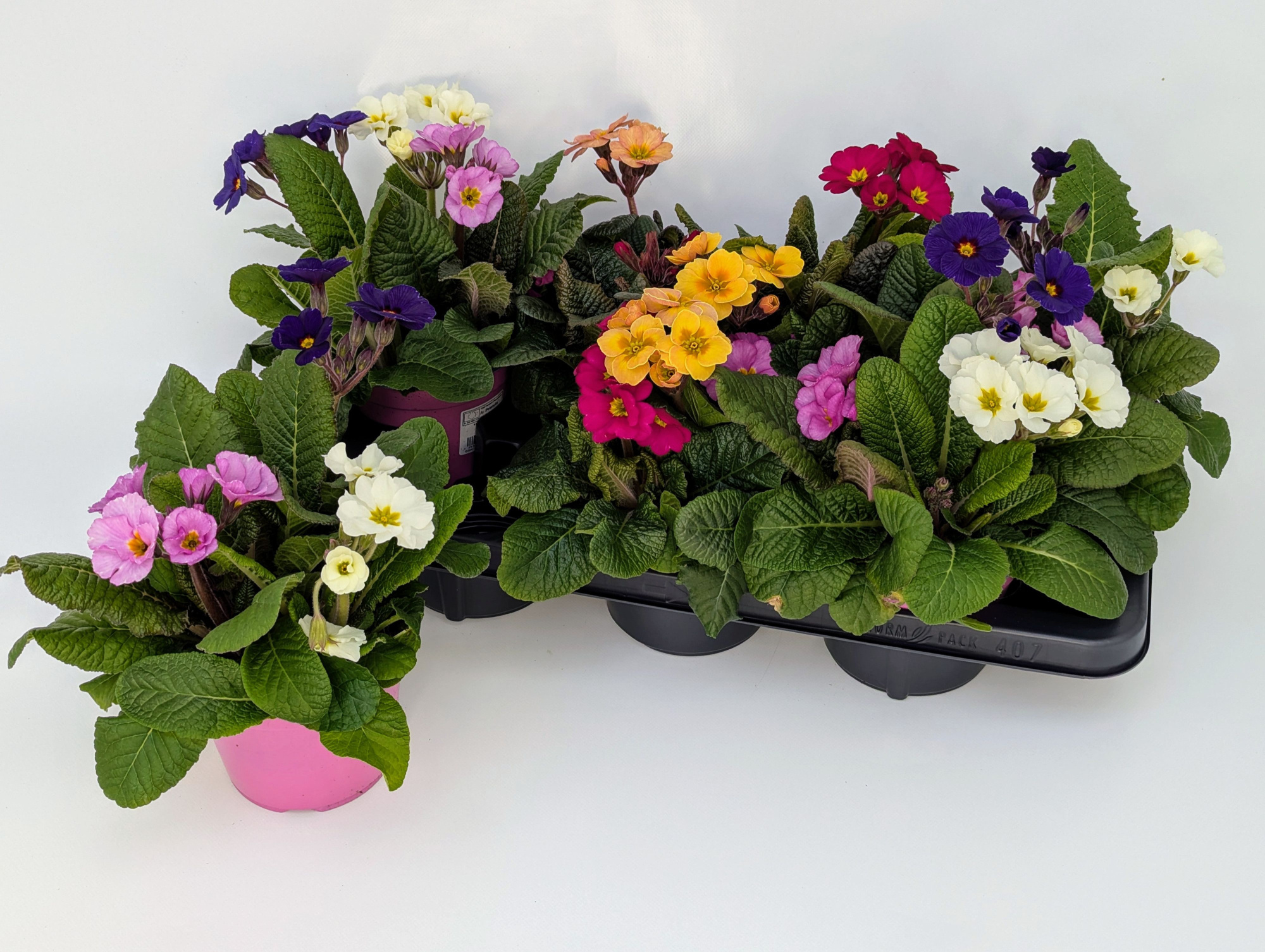 Primula Stella Trio T14, D 14