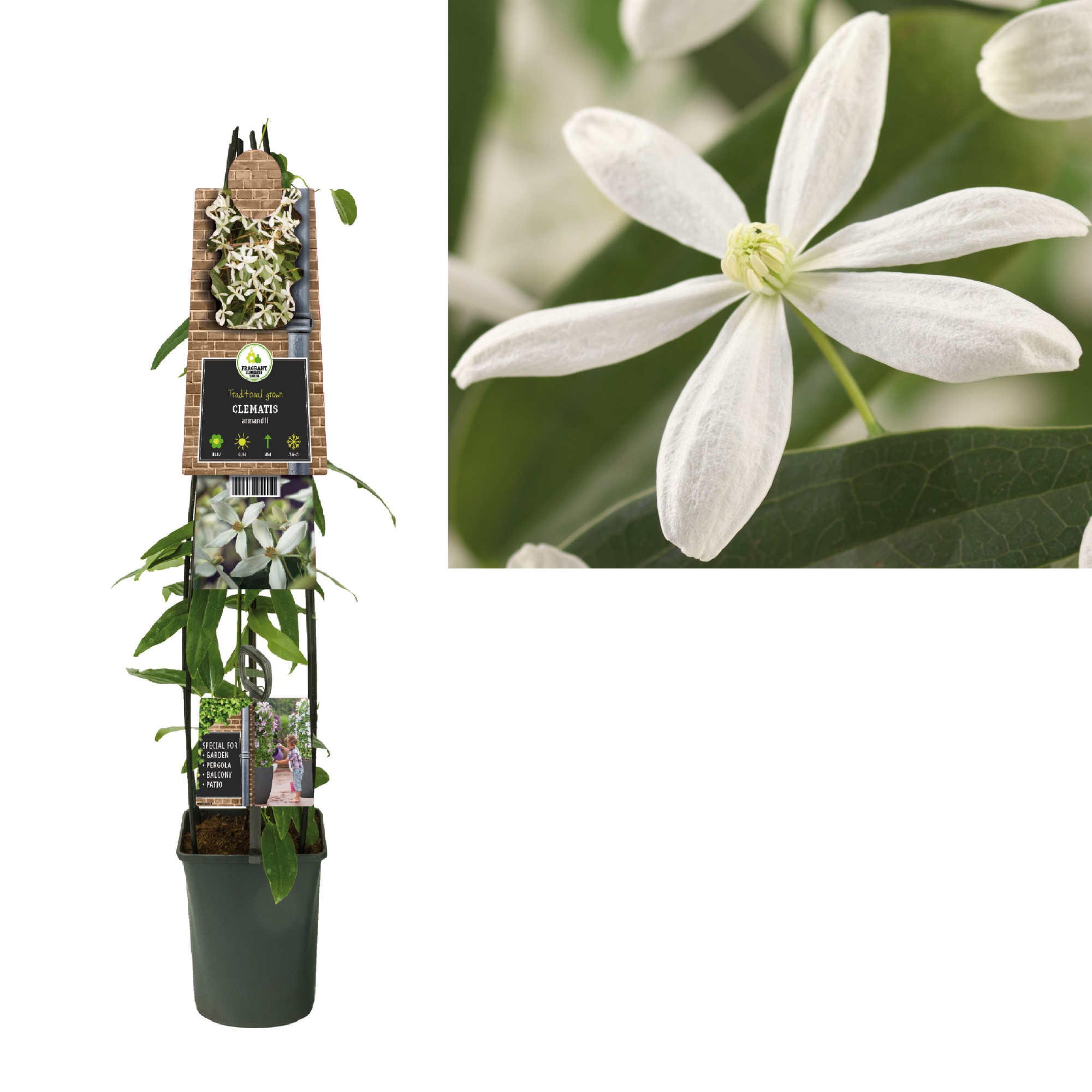 Clematis armandii +3.0 label, D 23
