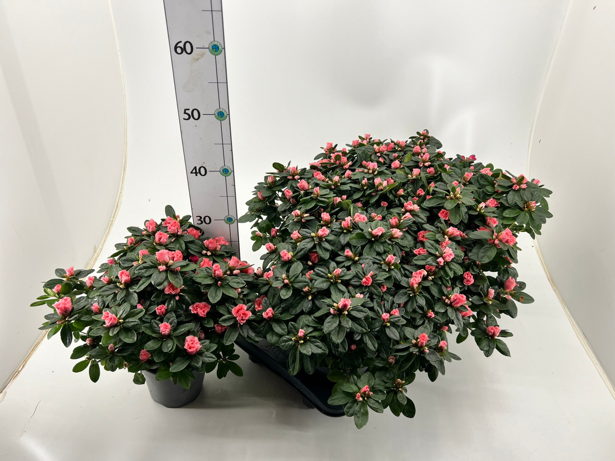 Rhododendron simsii T14 salmon, D 14