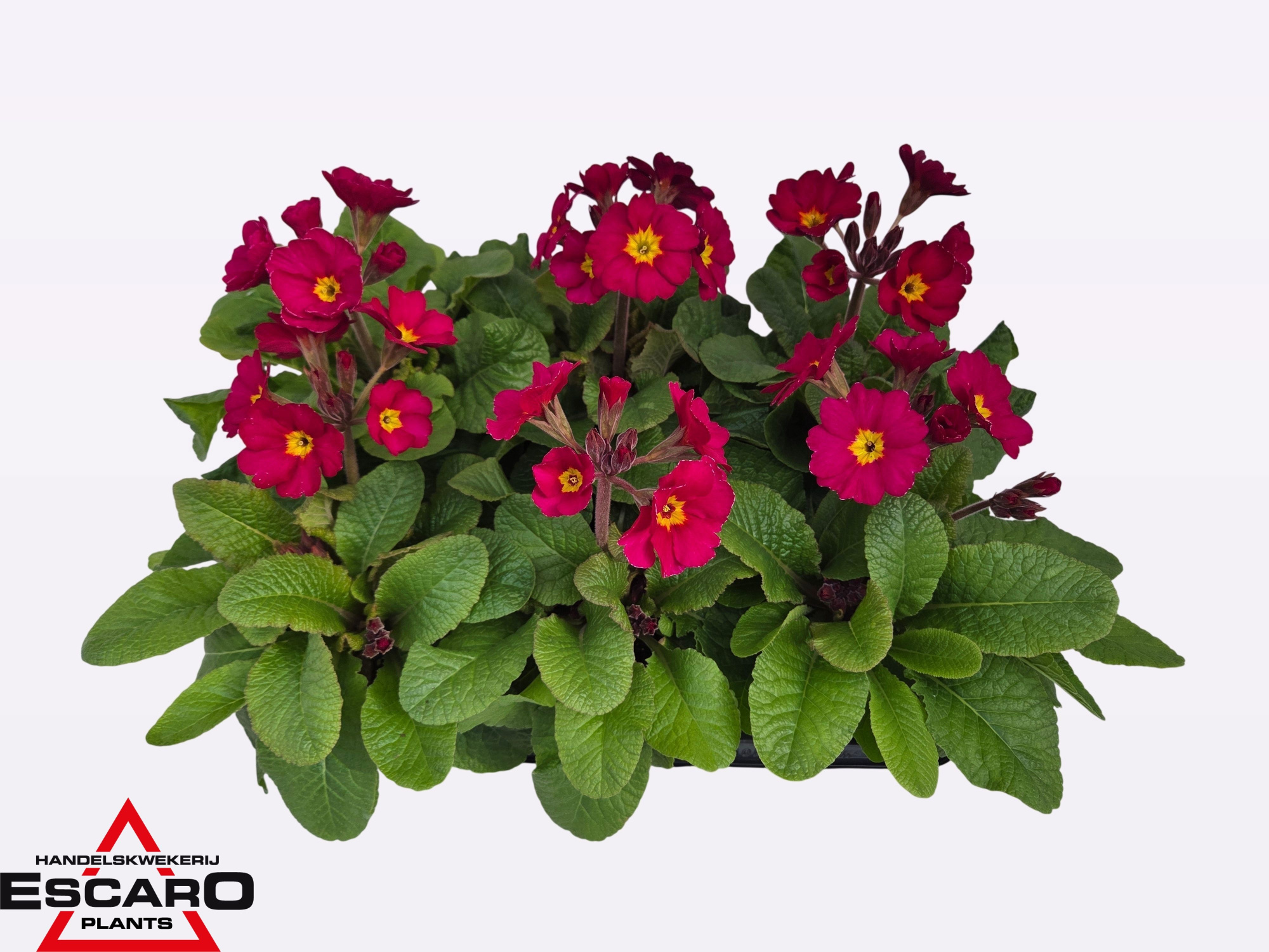 Primula elatior Stella pink P12, D 12