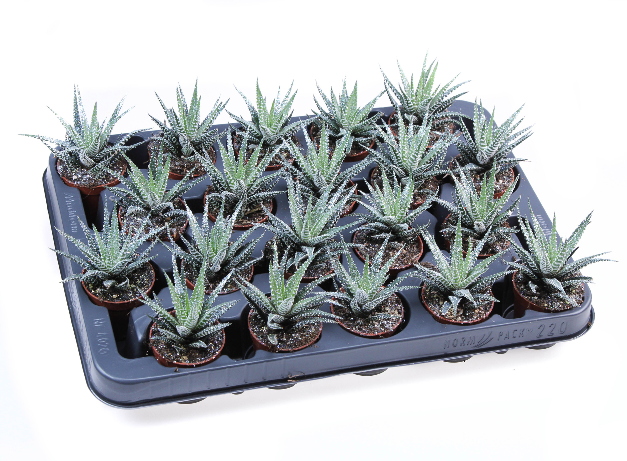 Big band + bioglitter, D 5,5