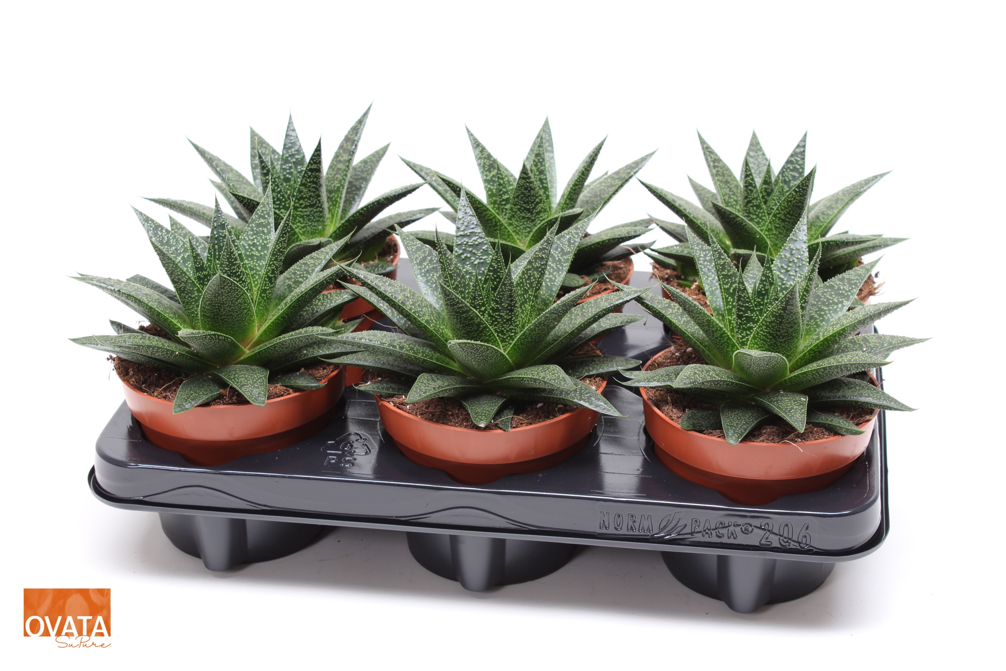 Gasteria noa 12, D 12