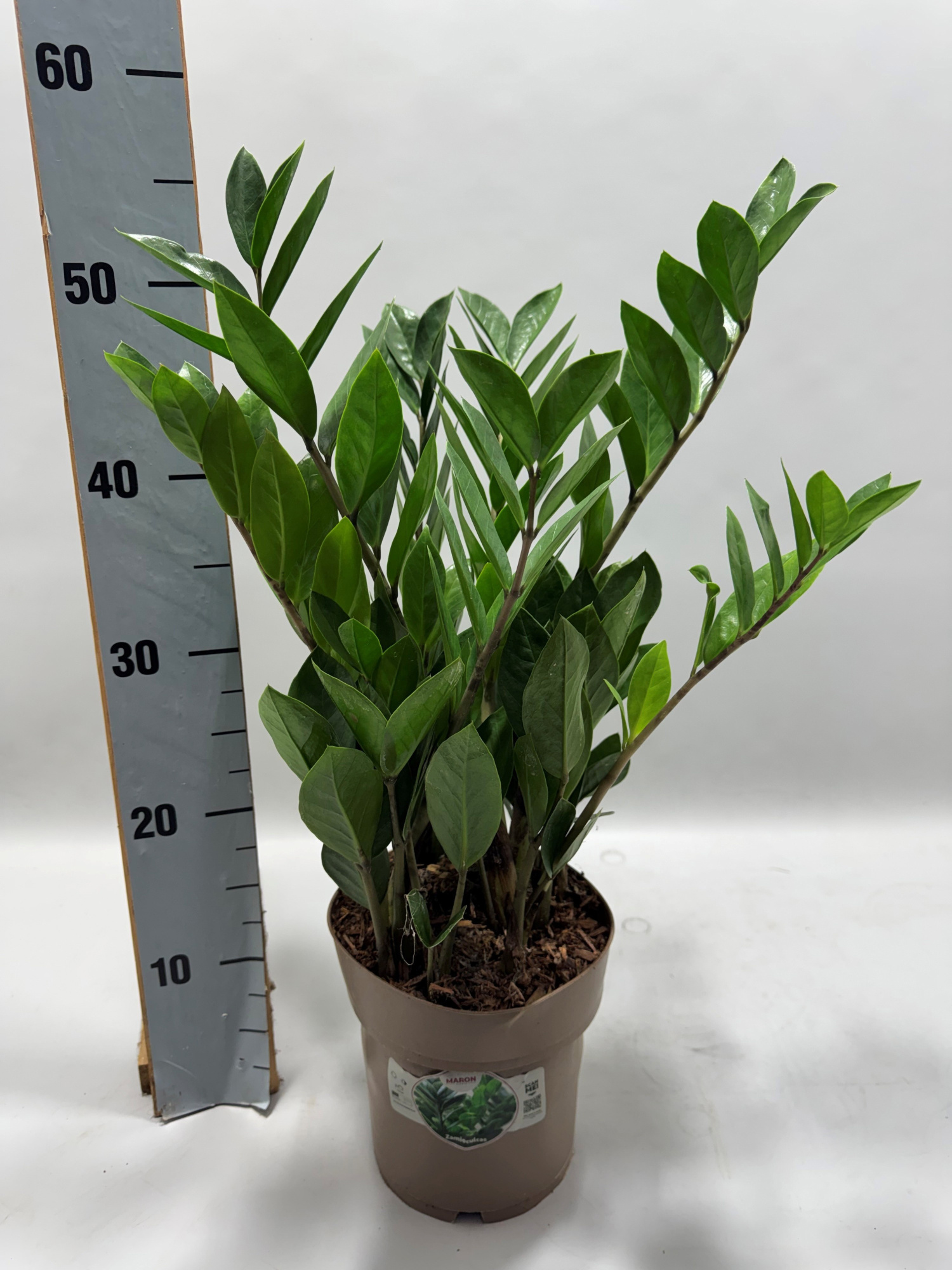 Zamioculcas P17 55cm 8+ veren, D 17