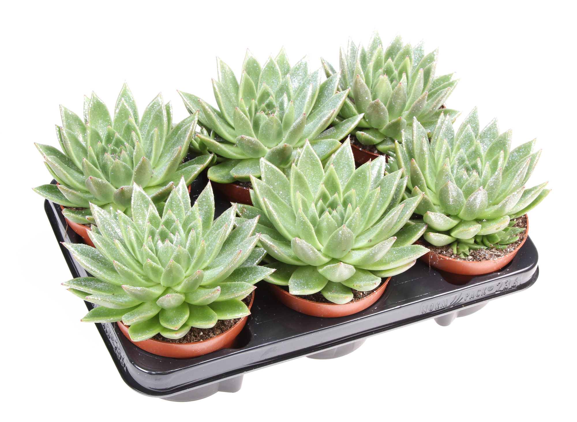 Miranda naturel glitter, D 12