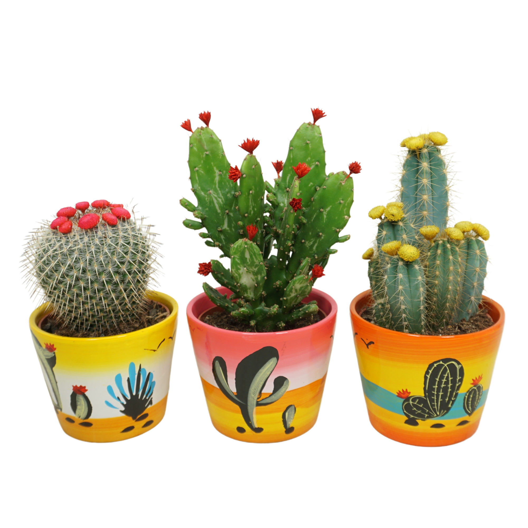 Cactus stro & plakbloem in 12 cm 'Decorpot', D 10,5