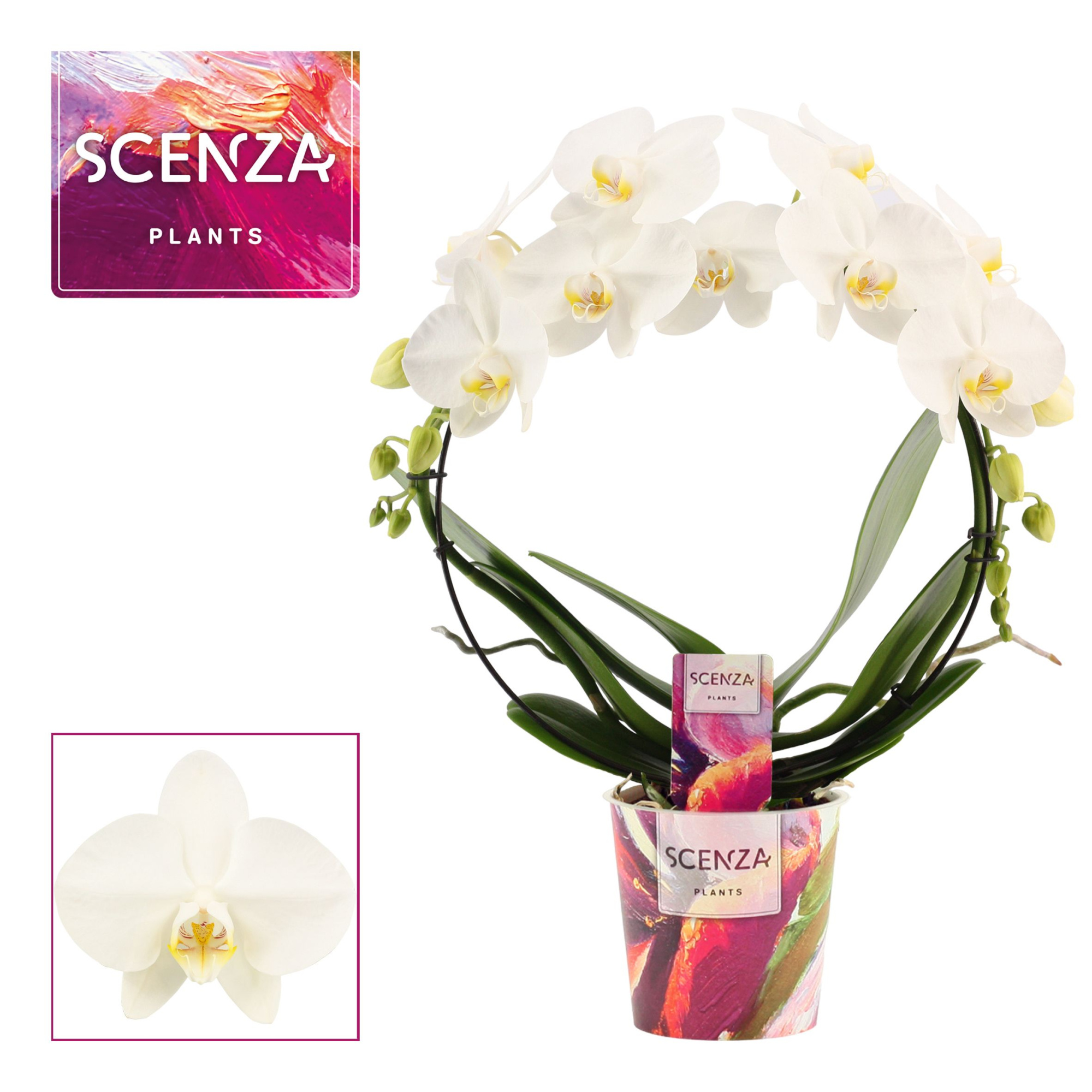 Phalaenopsis boog wit (Scenza), D 12