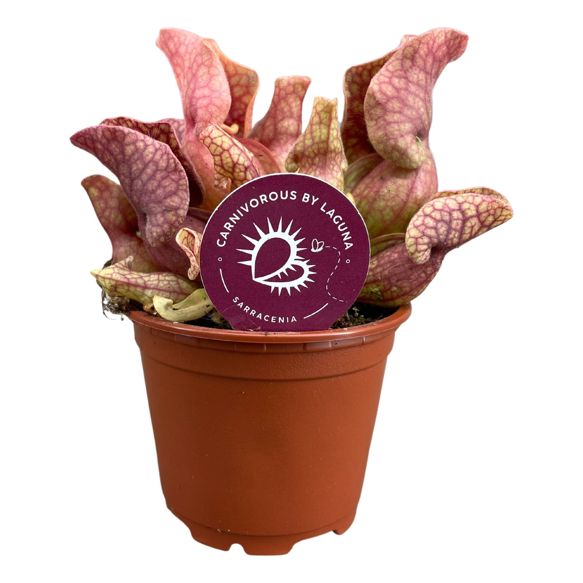 Sarracenia Sylwia 8,5 cm, D 8,5