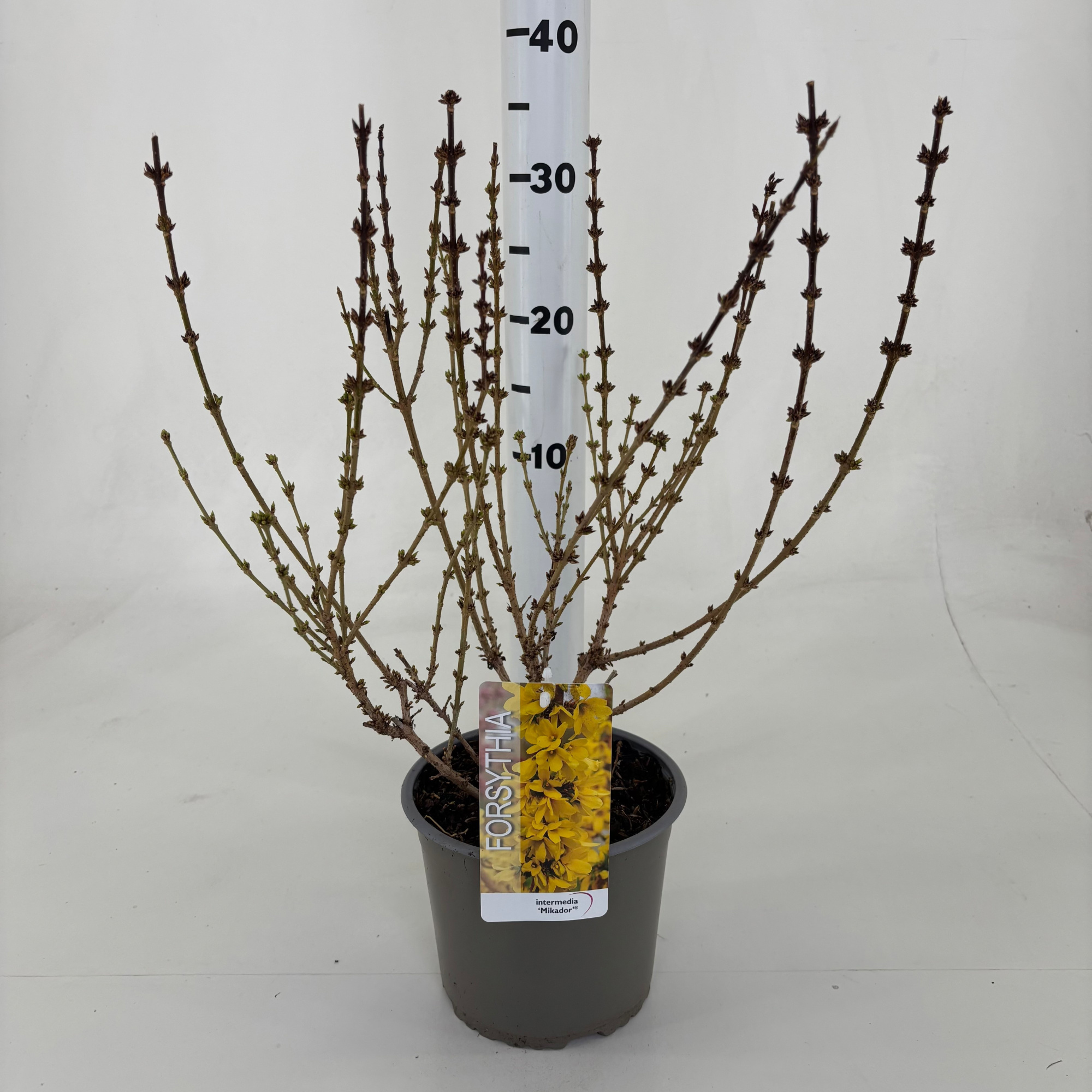 Forsythia intermedia 'Mikador', D 19