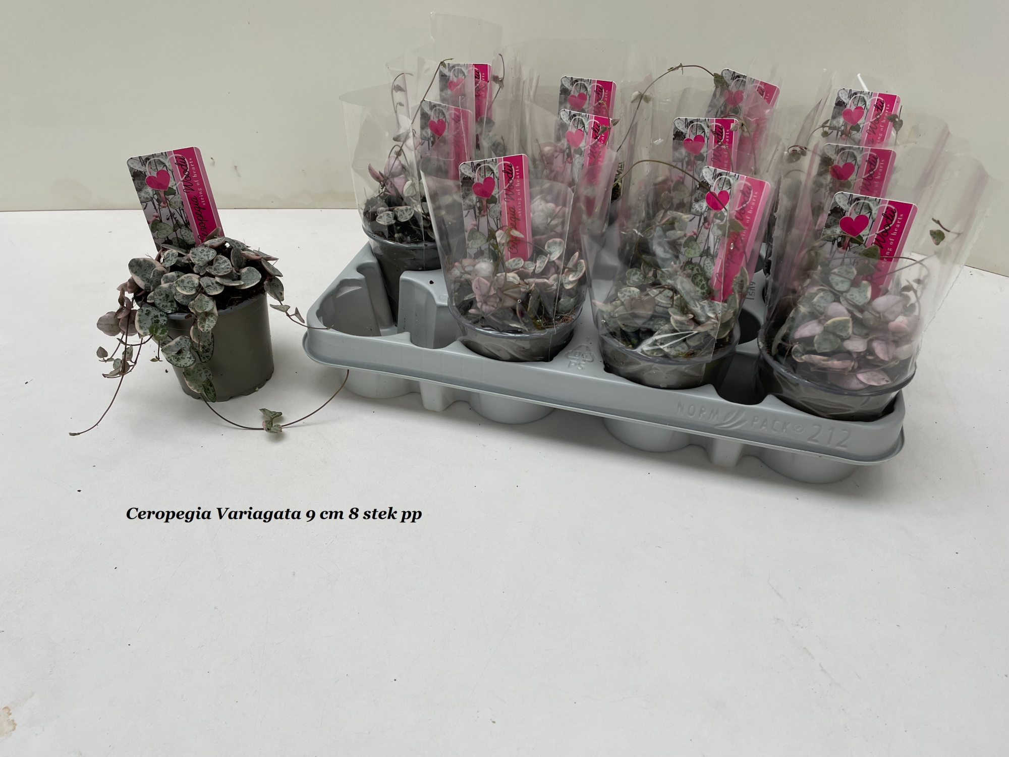 Ceropegia Variagata, D 9