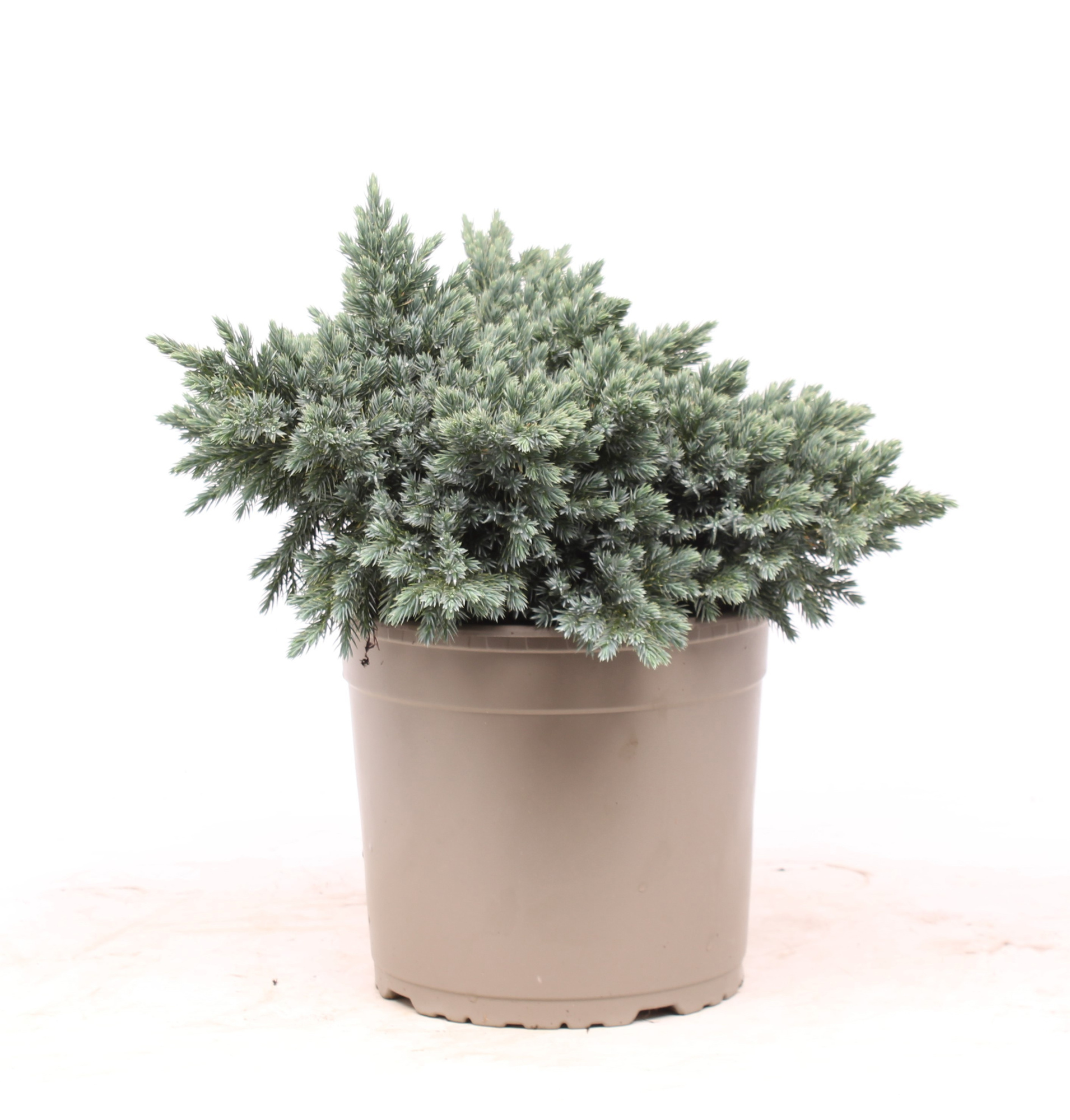 Juniperus squamata 'Blue Star', D 23
