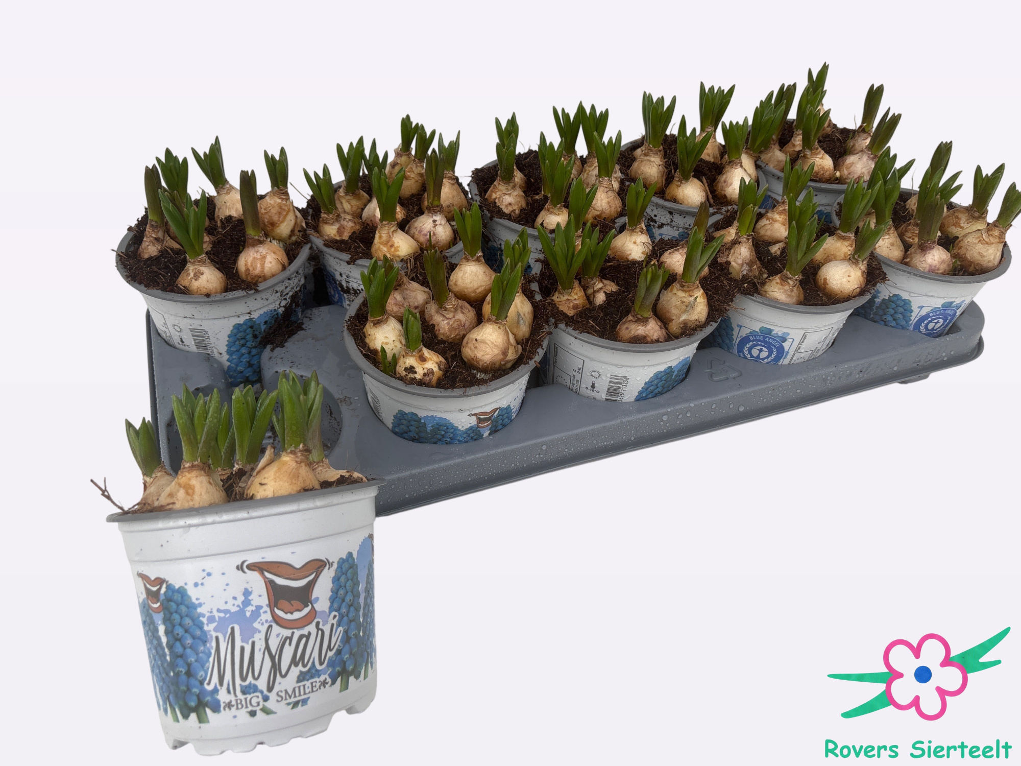 muscari big smile 12cm, D 12