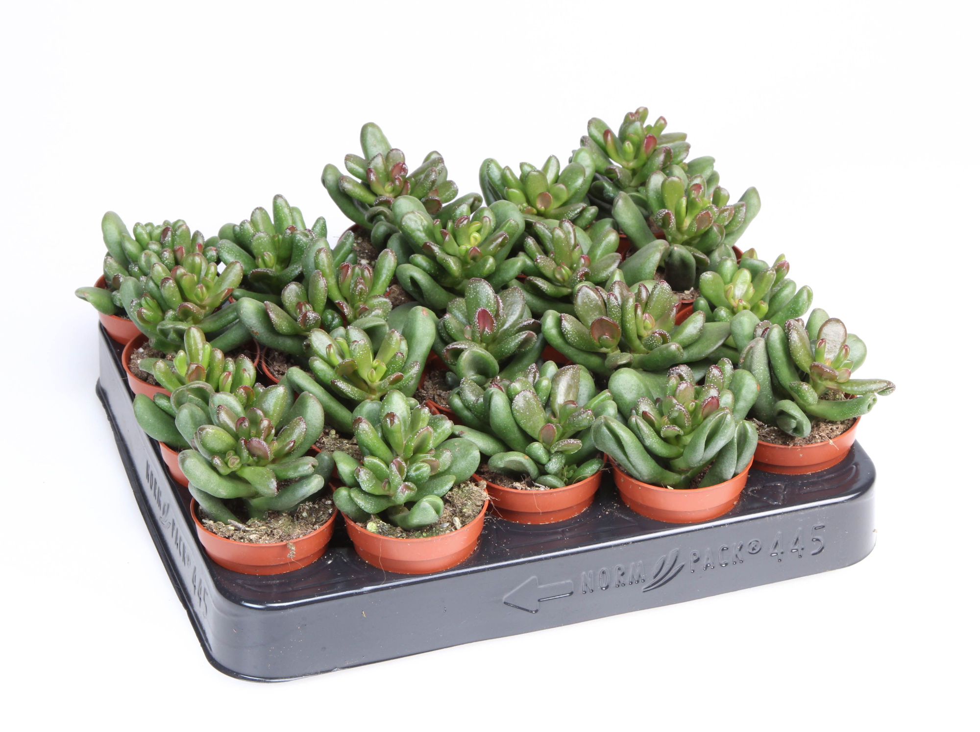 Crassula Oasis, D 5,5