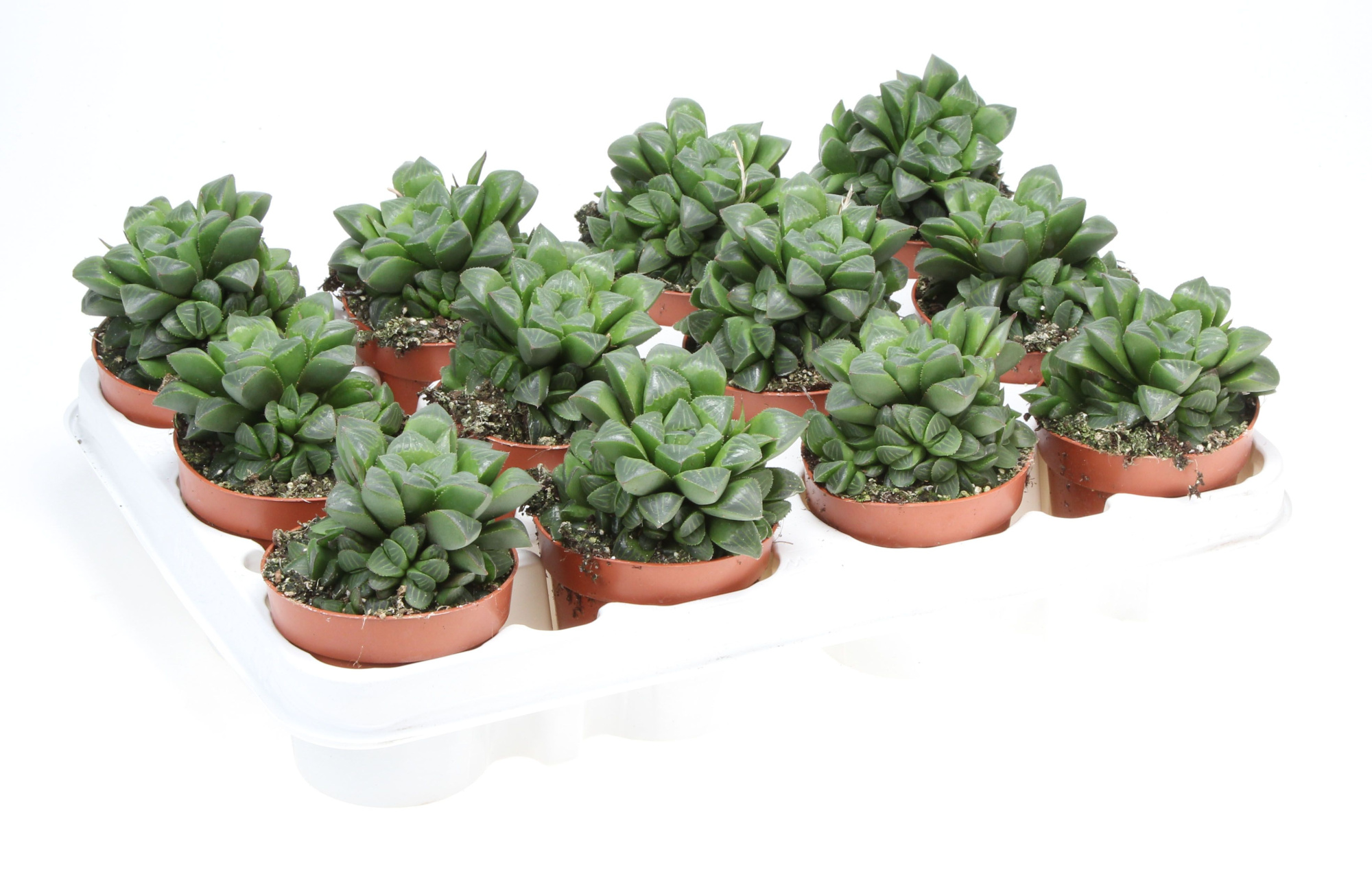 Haworthia retusa, D 8,5