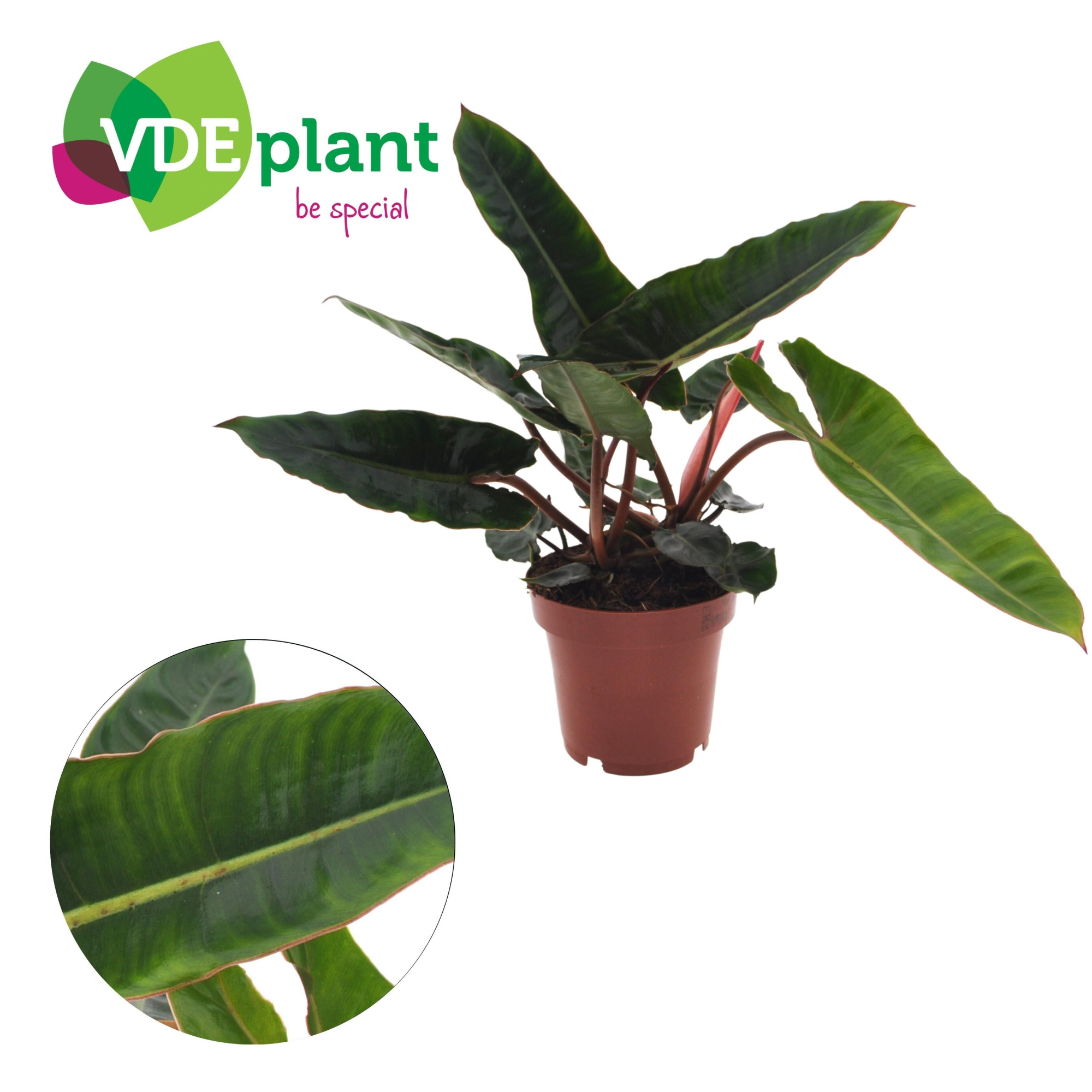Philodendron Billietiae (1pp) 12cm, D 12