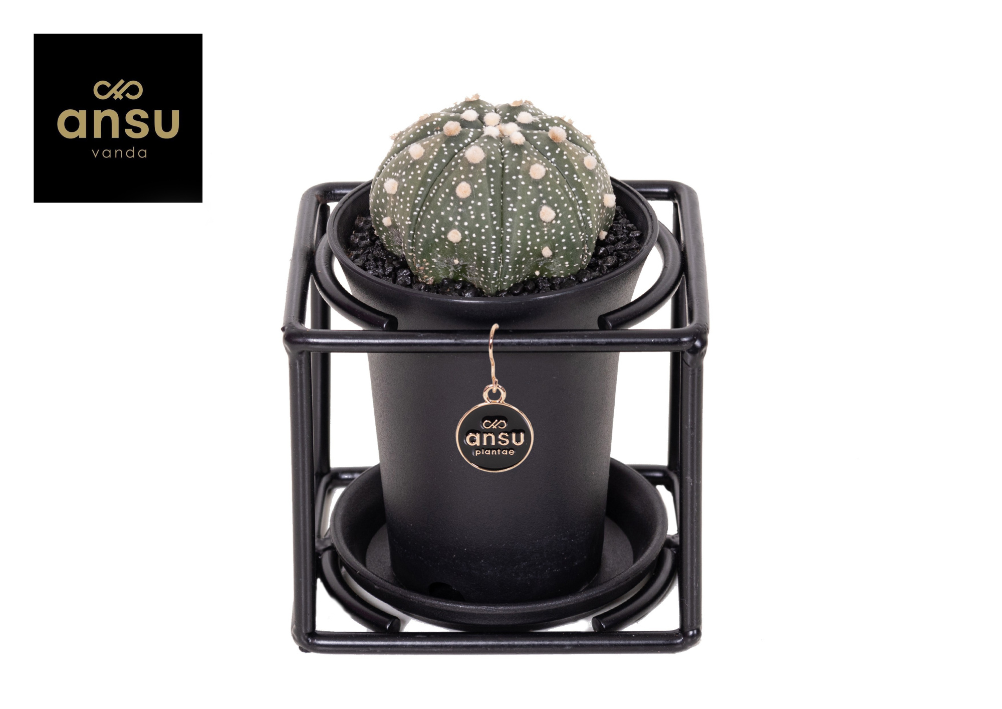 Astrophytum Asterias in design frame, D 10