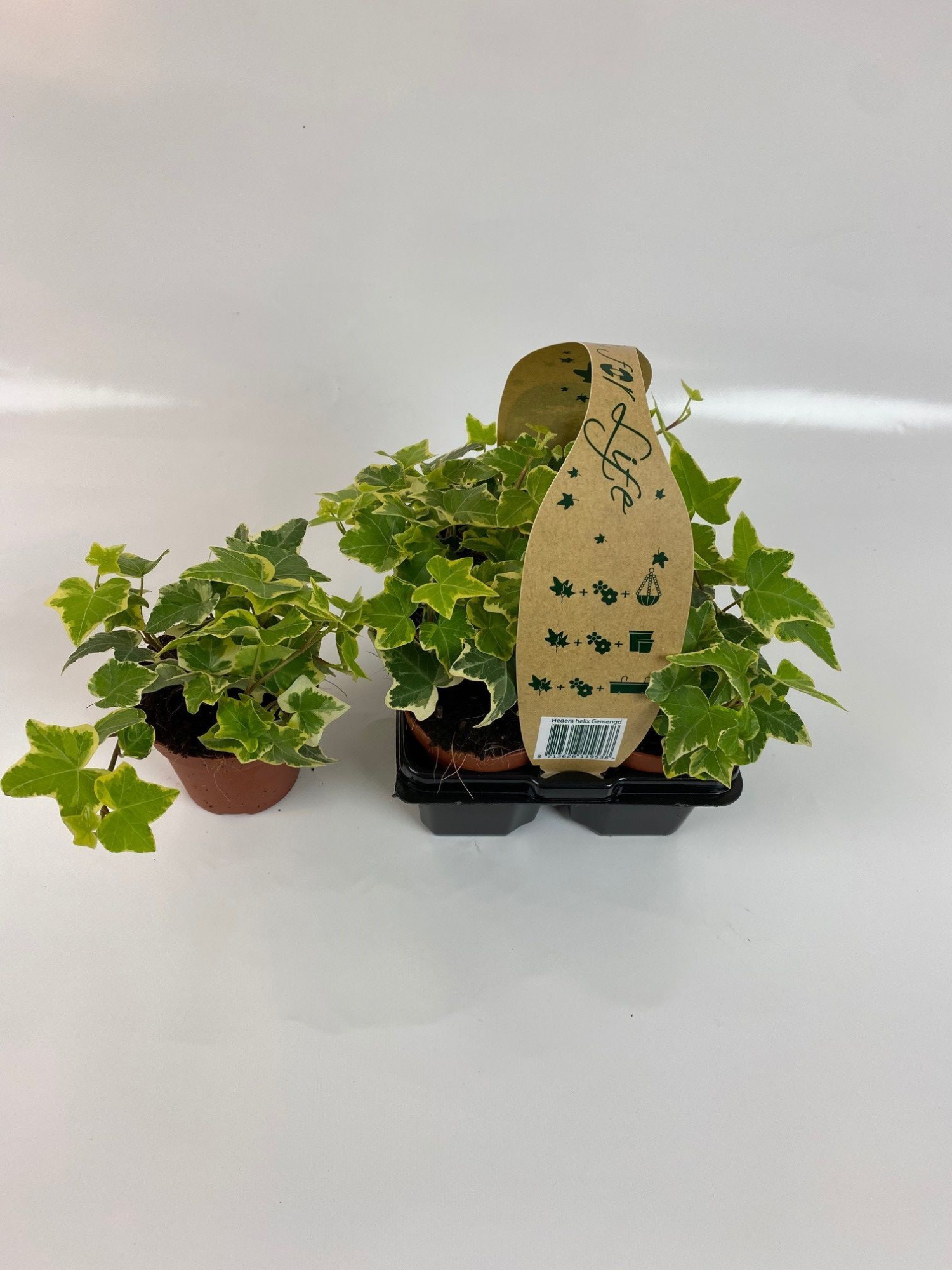 4-Pack Geelbont 8.5, D 9