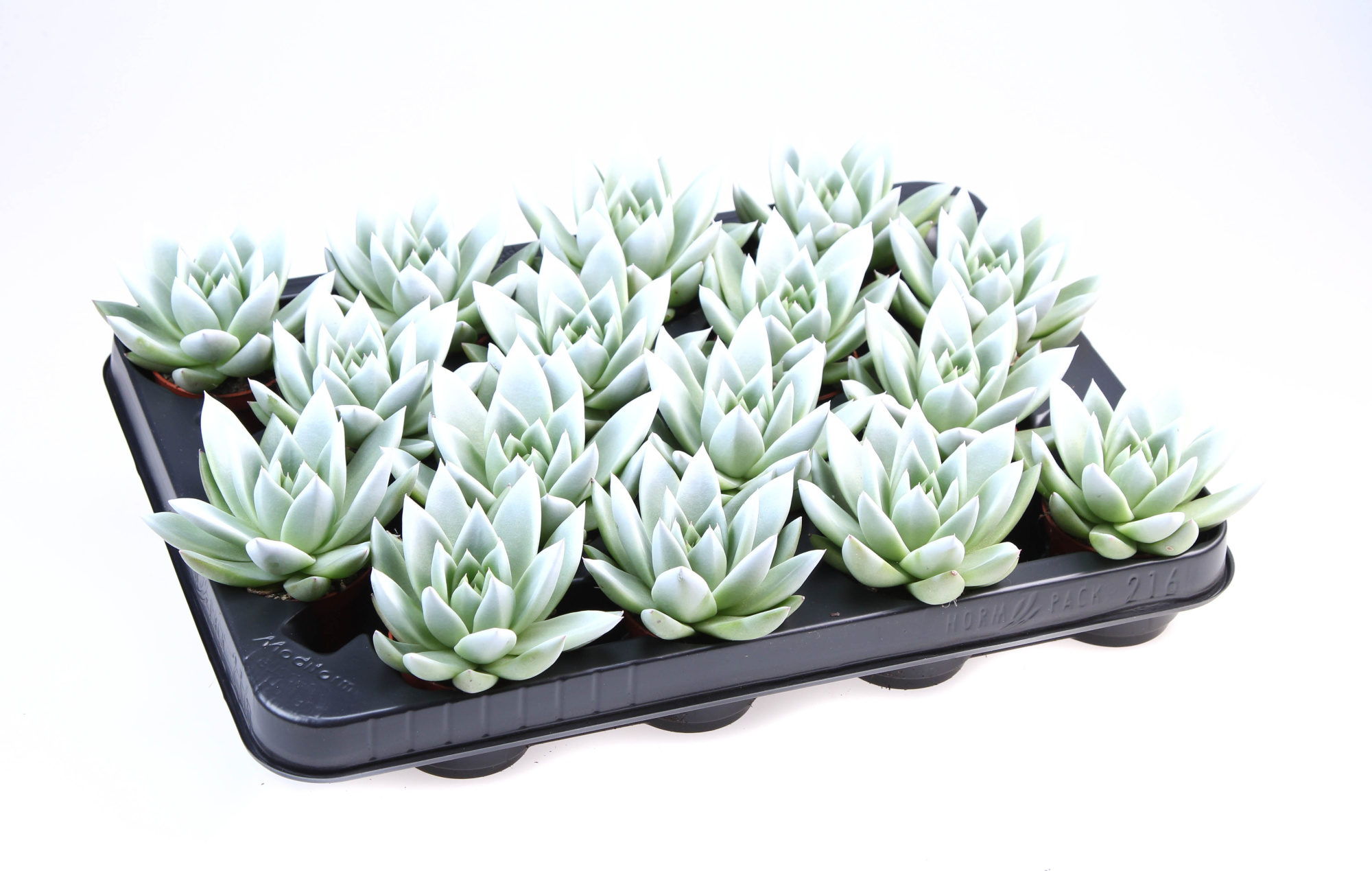 Miranda white tips, D 6