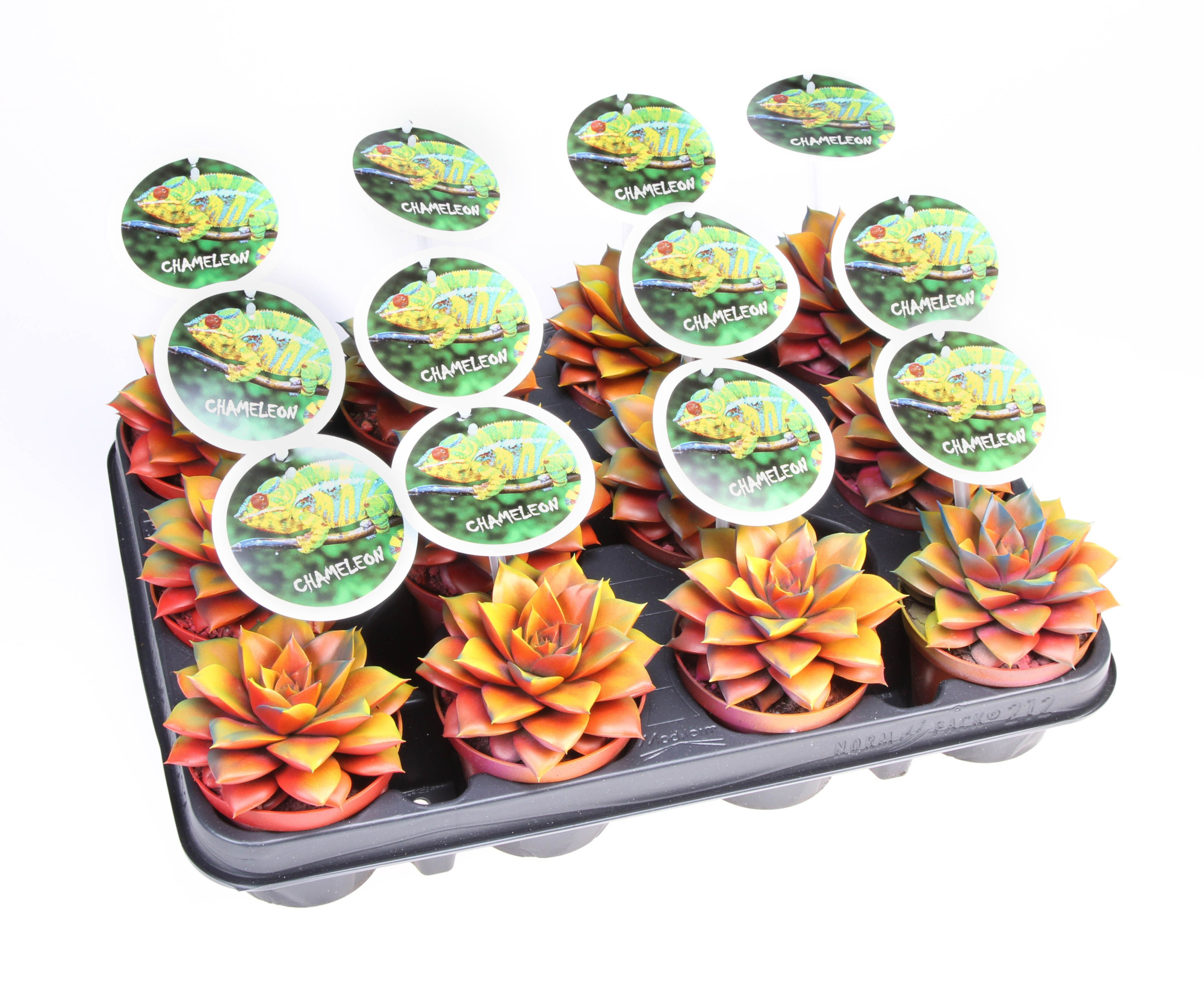 Purper Chameleon special + etiket, D 8,5