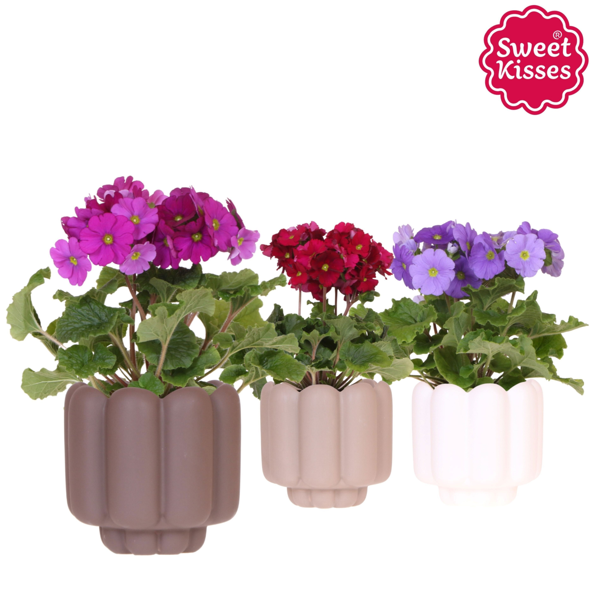 Primula Obconica Sweet Kisses mix in Retro pot sand mix, D 12