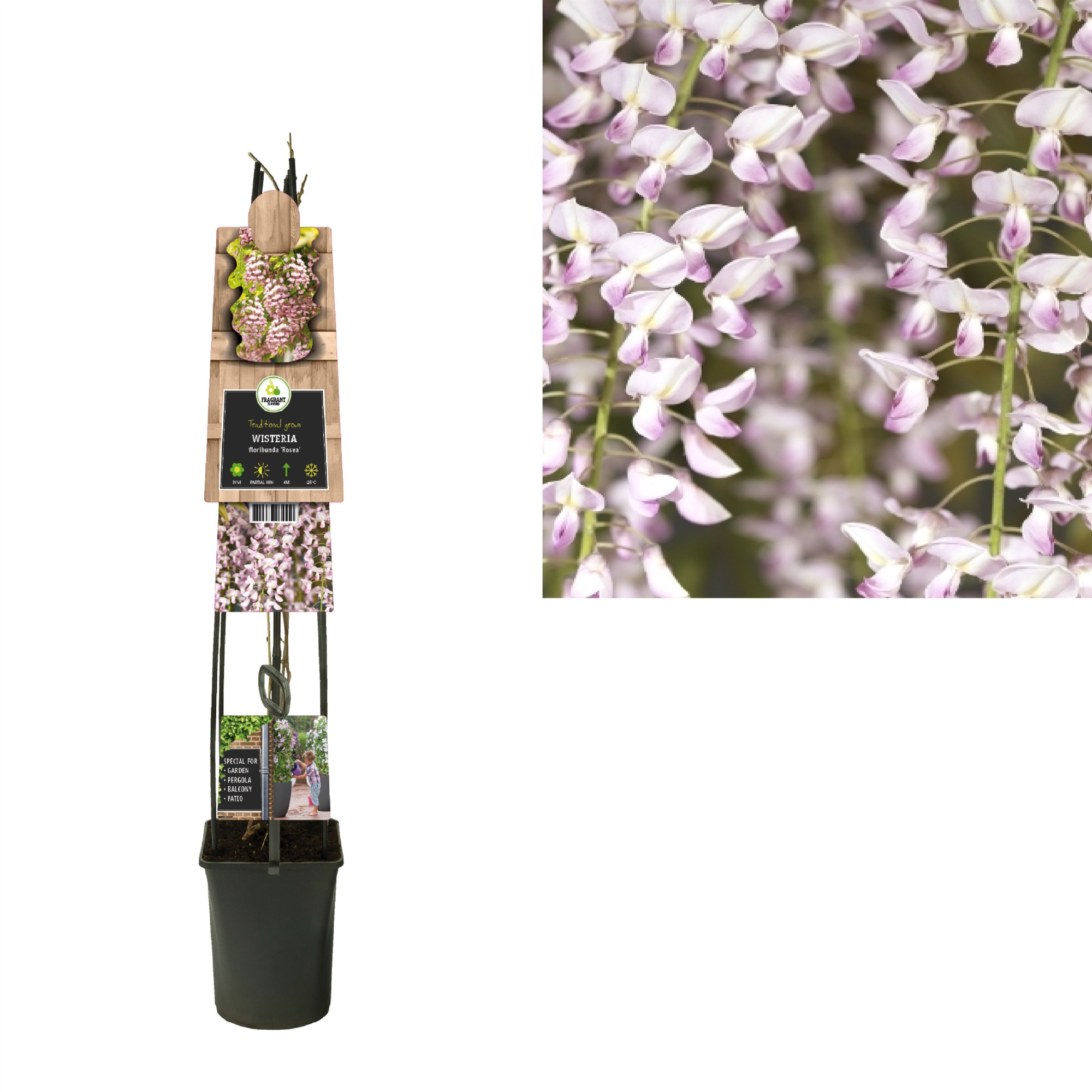 Wisteria floribunda 'Rosea' +3.0 label, D 23