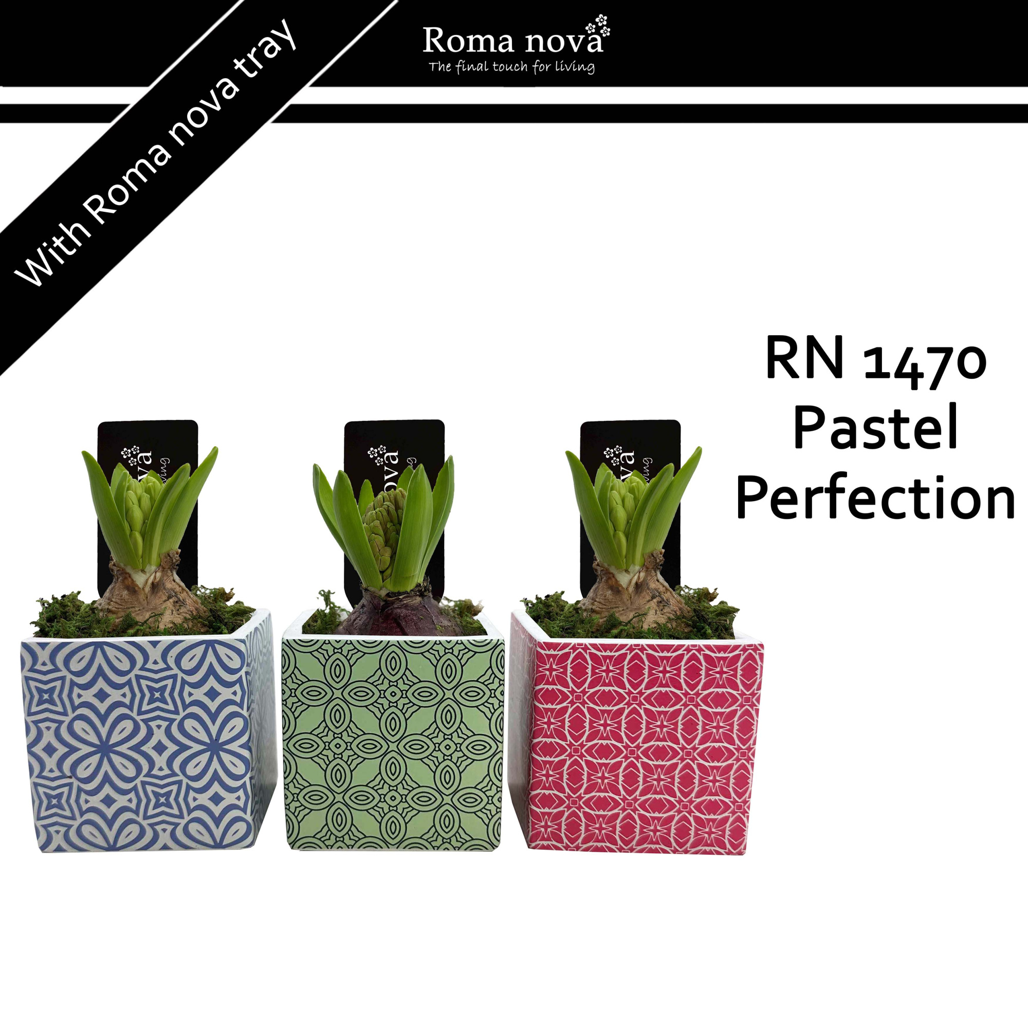 1470 - Pastel Perfection (Hyacint), D 8