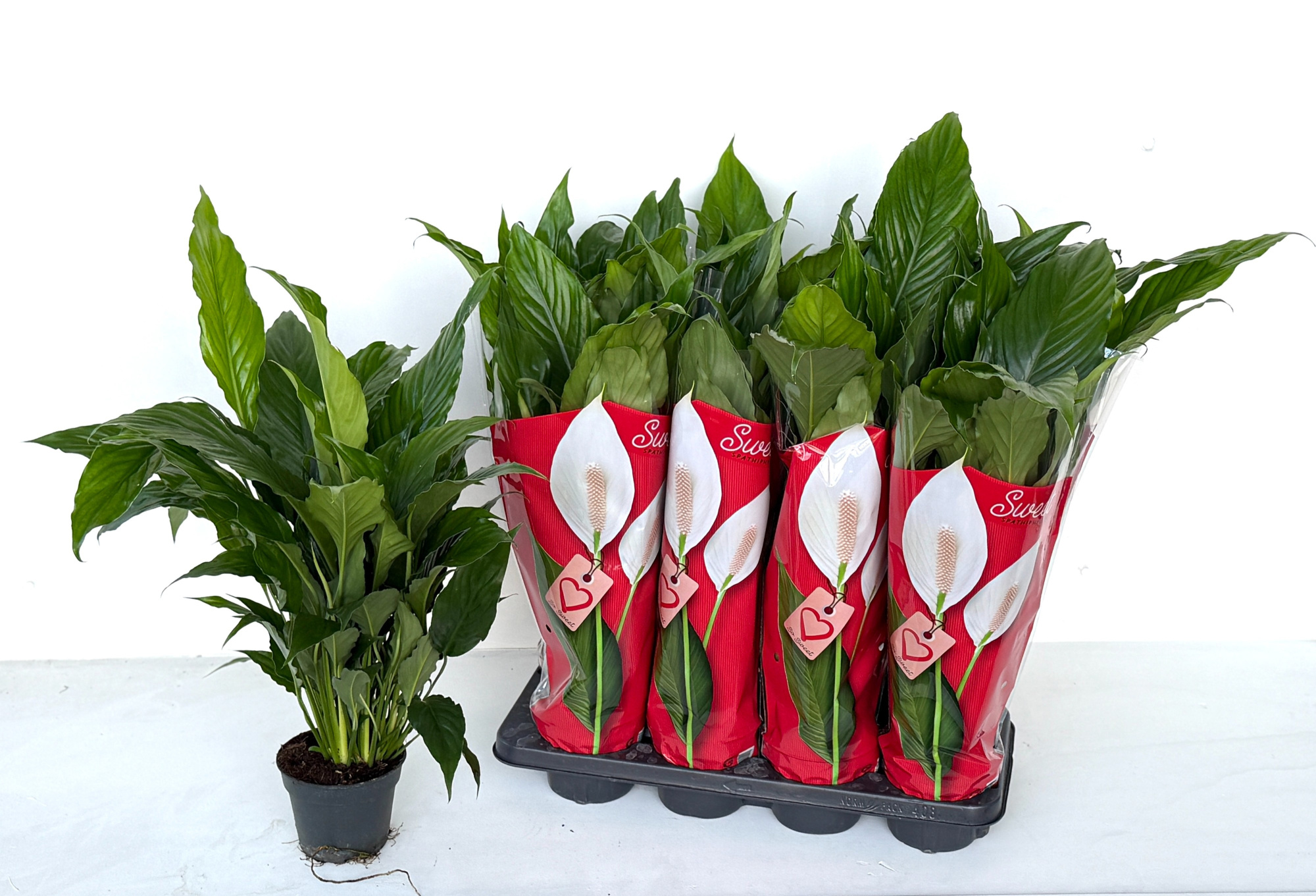 Spath Sweet Chico, D 13 cm