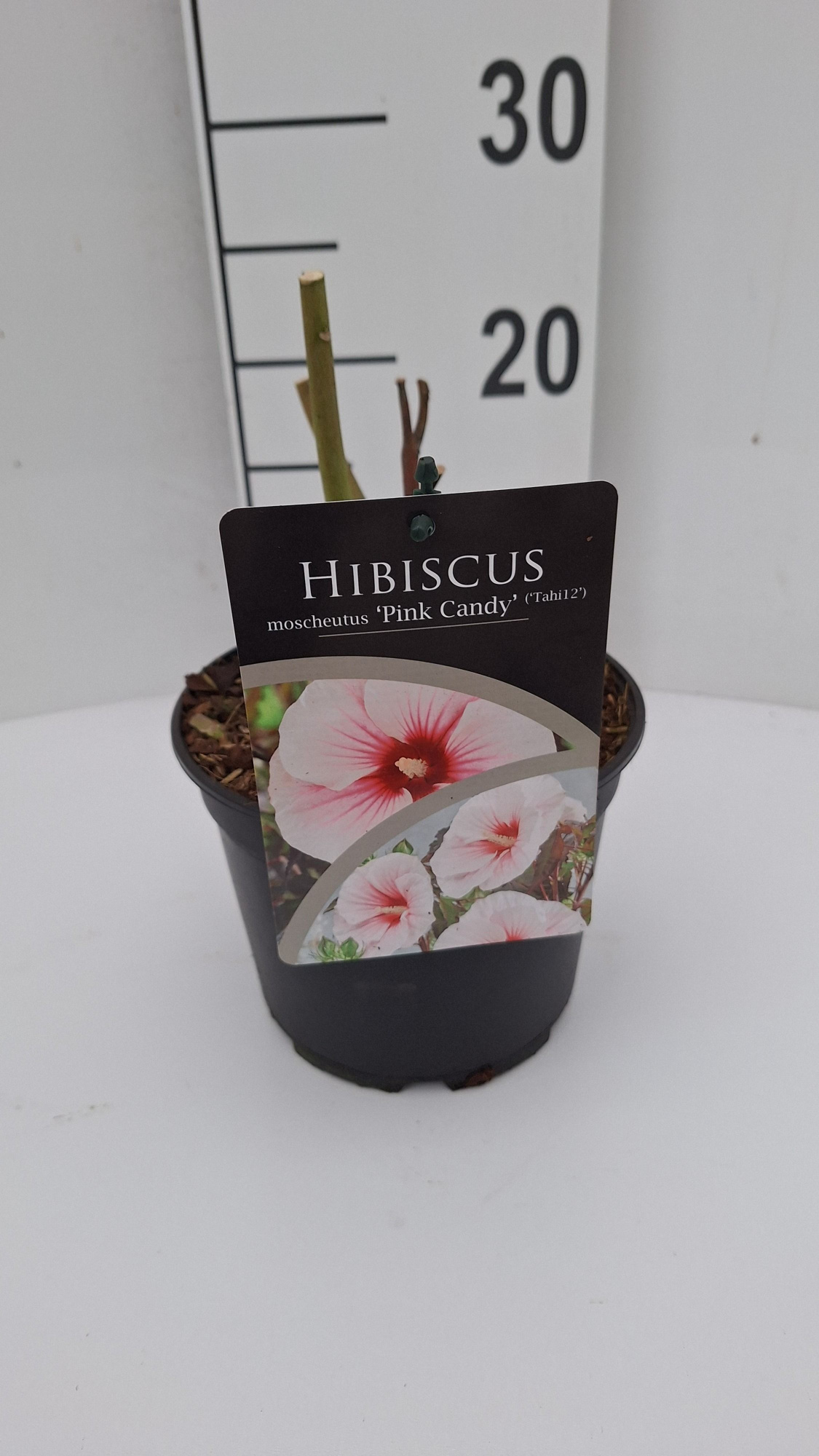 Hibiscus moscheutus Carousel Pink Candy, D 17