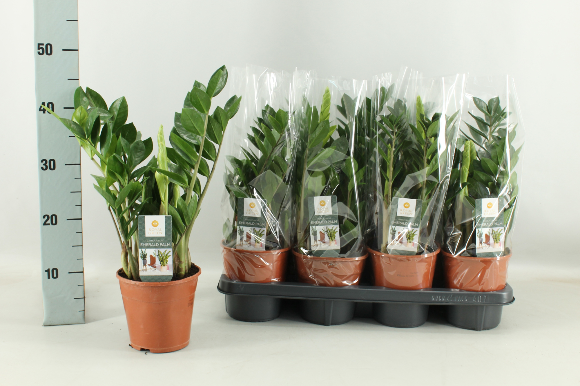 zamioculcas 14 cm, D 14