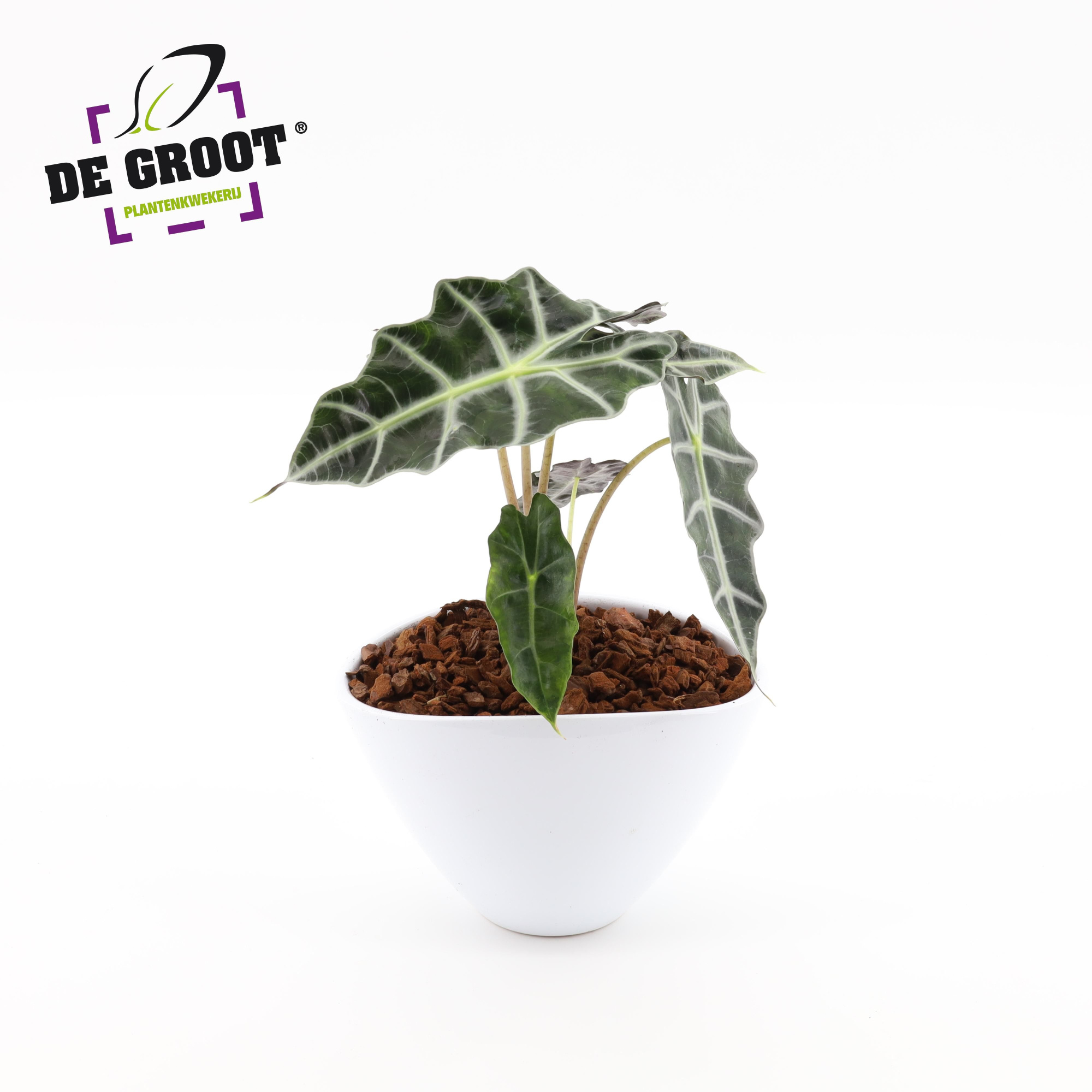 Arrangement Alocasia in enveloppot, D 18