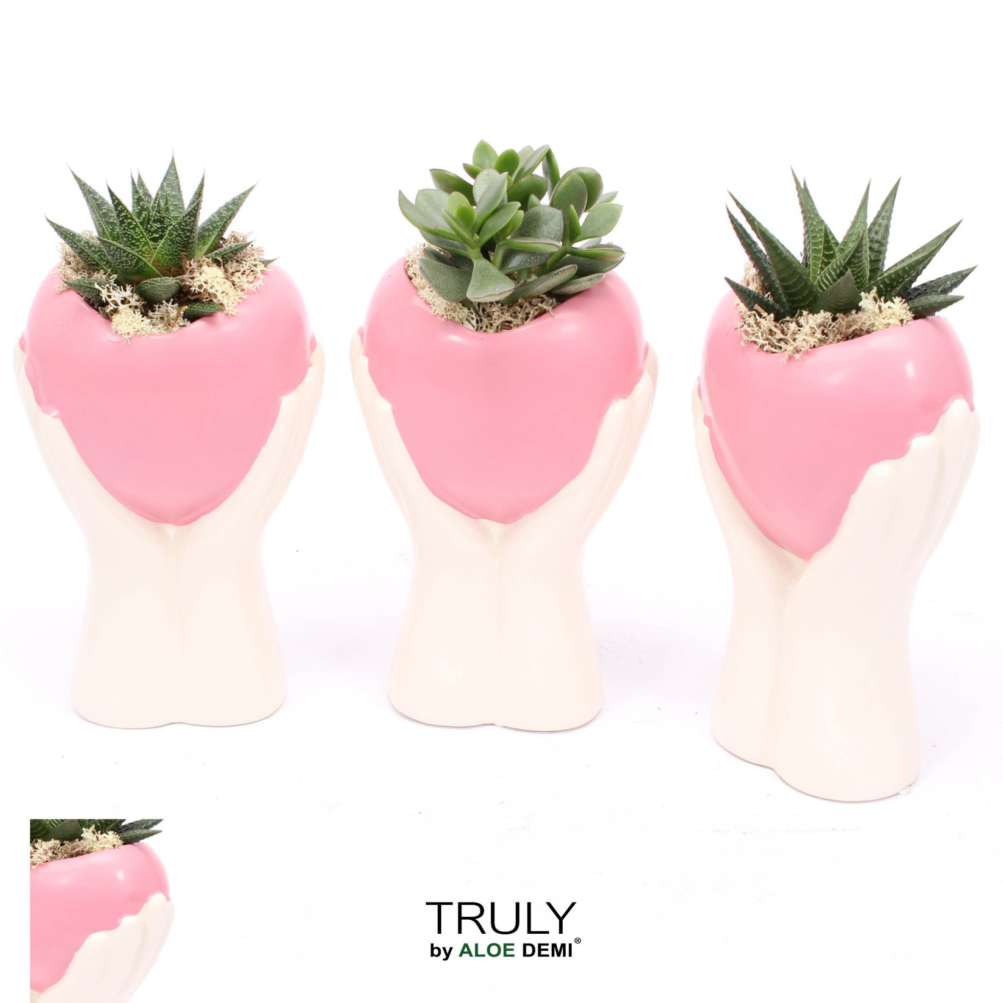 TRULY Succulent, Holding pink heart, D 15