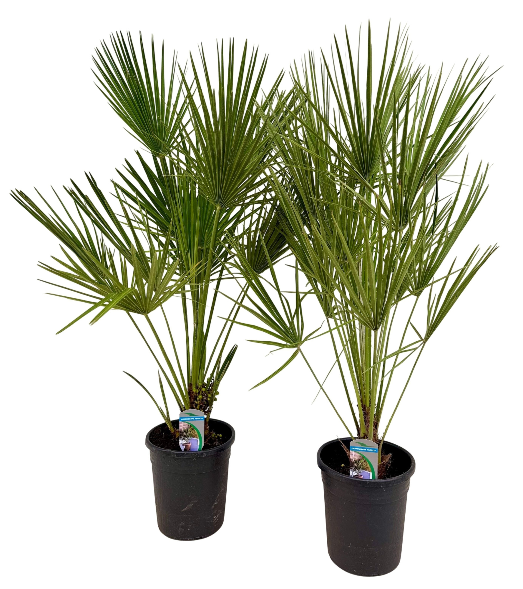 Chamaerops humilis P21, D 21