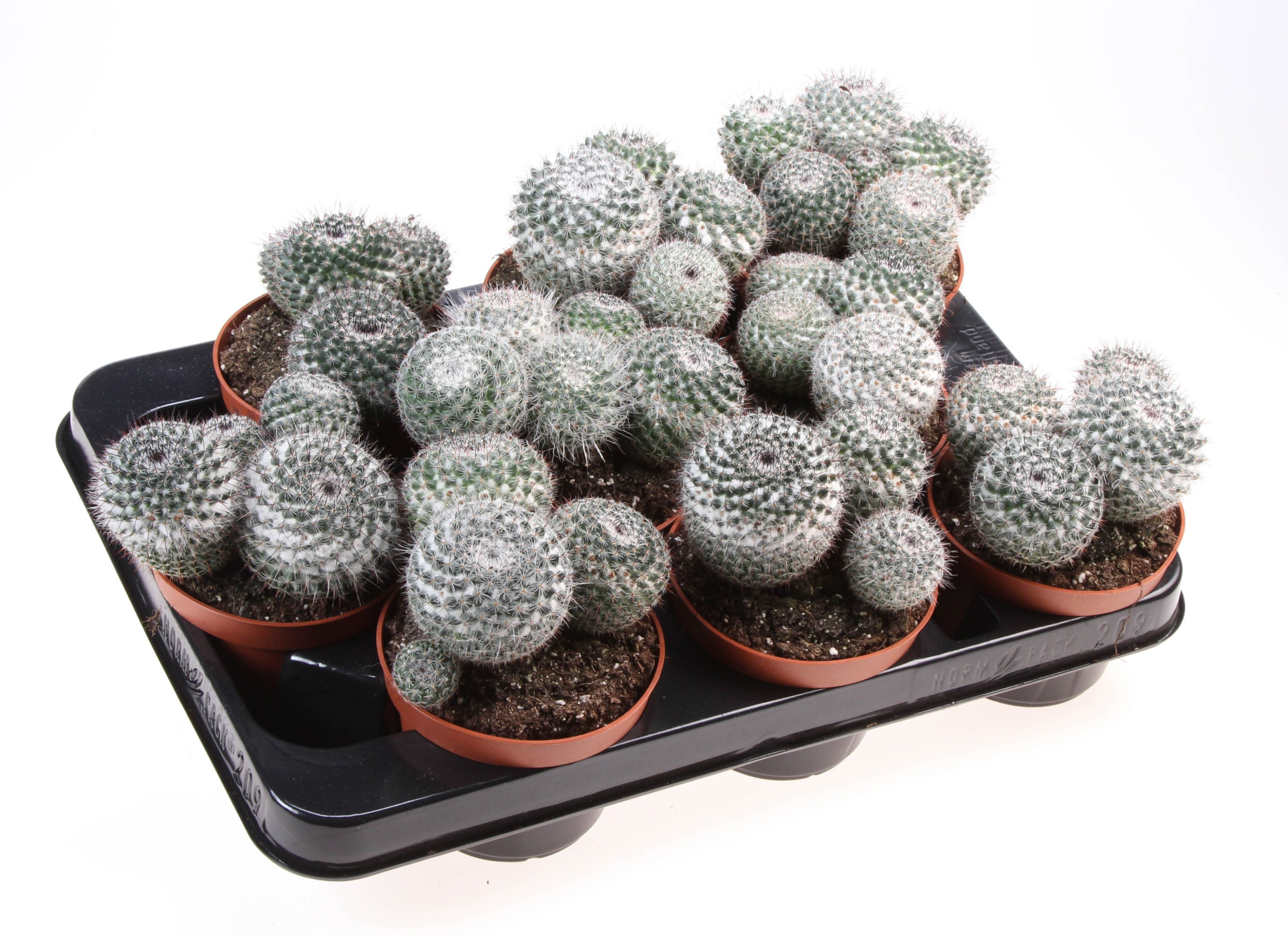 Mammillaria klissingiana, D 10,5