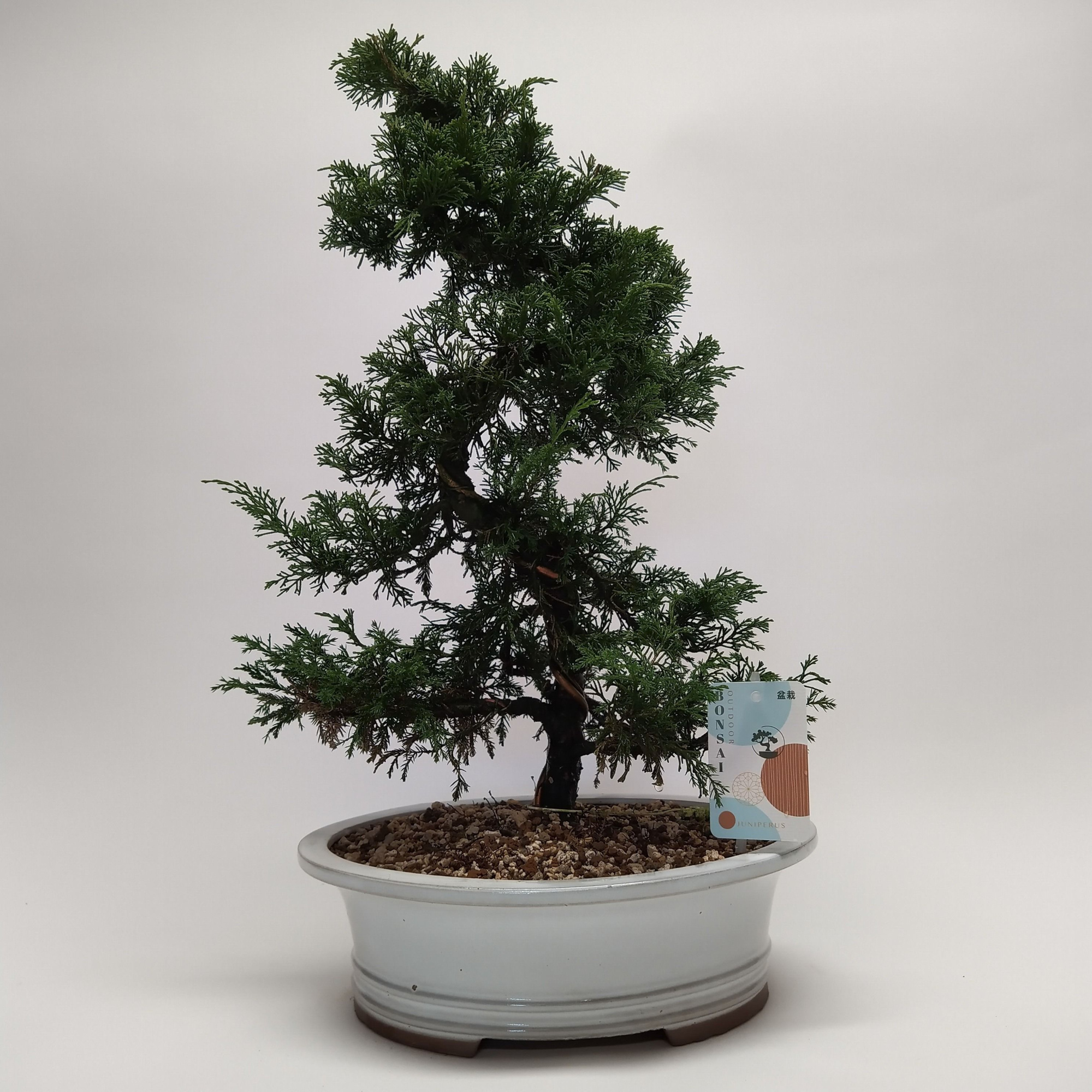 Juniperus Itoigawa S-shape Bonsai 30 cm (herkomst: Japan), D 30