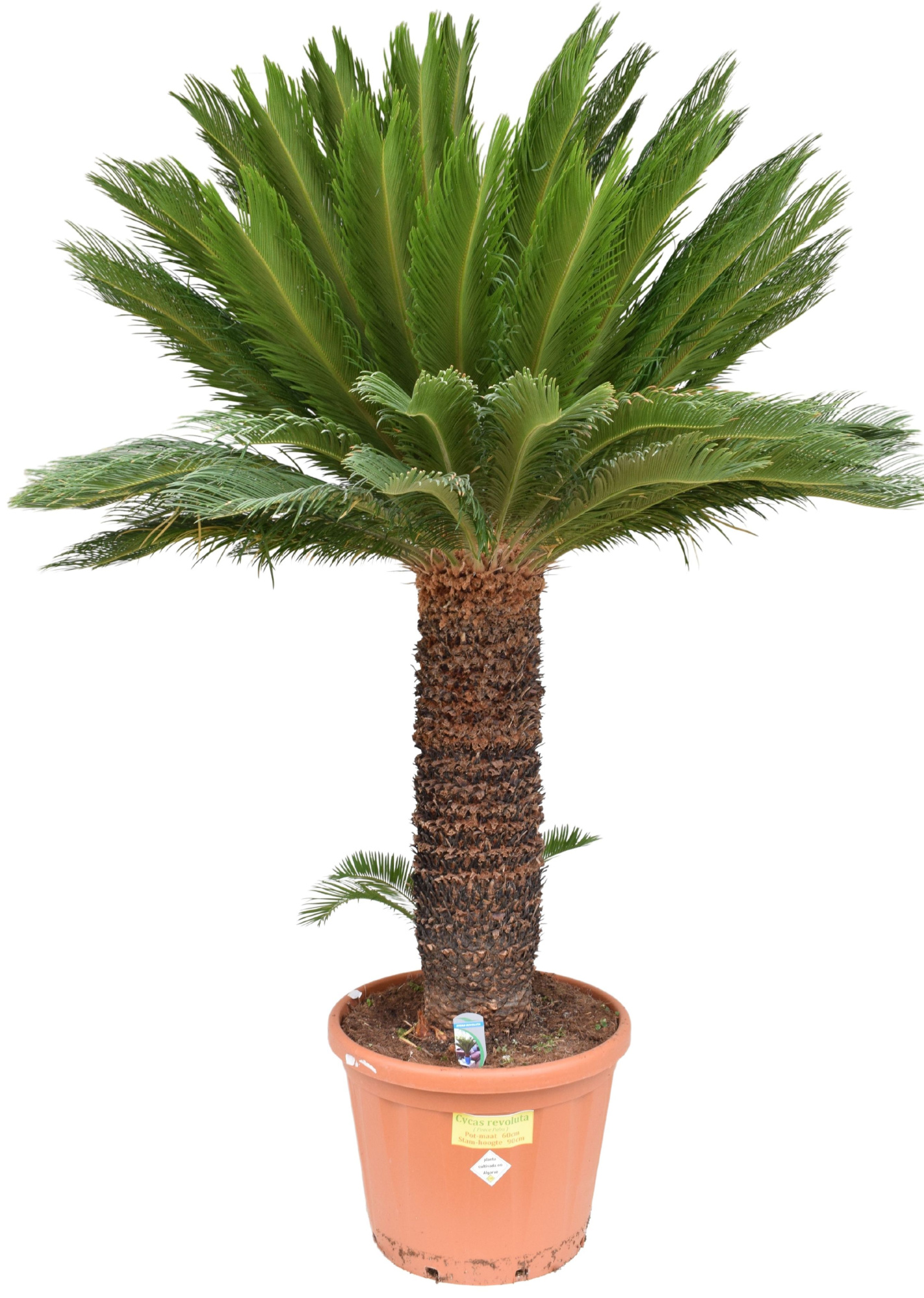 Cycas revoluta P60 ST90, D 60