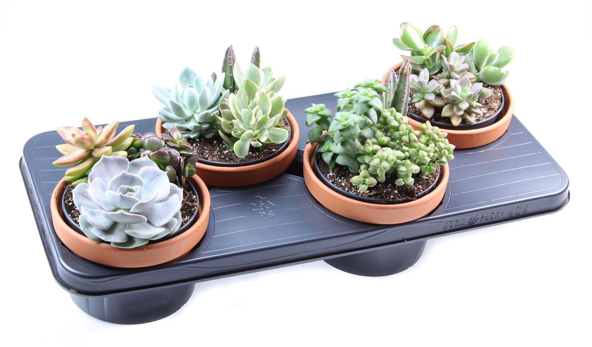 Succulenten arrangement + pot, D 15