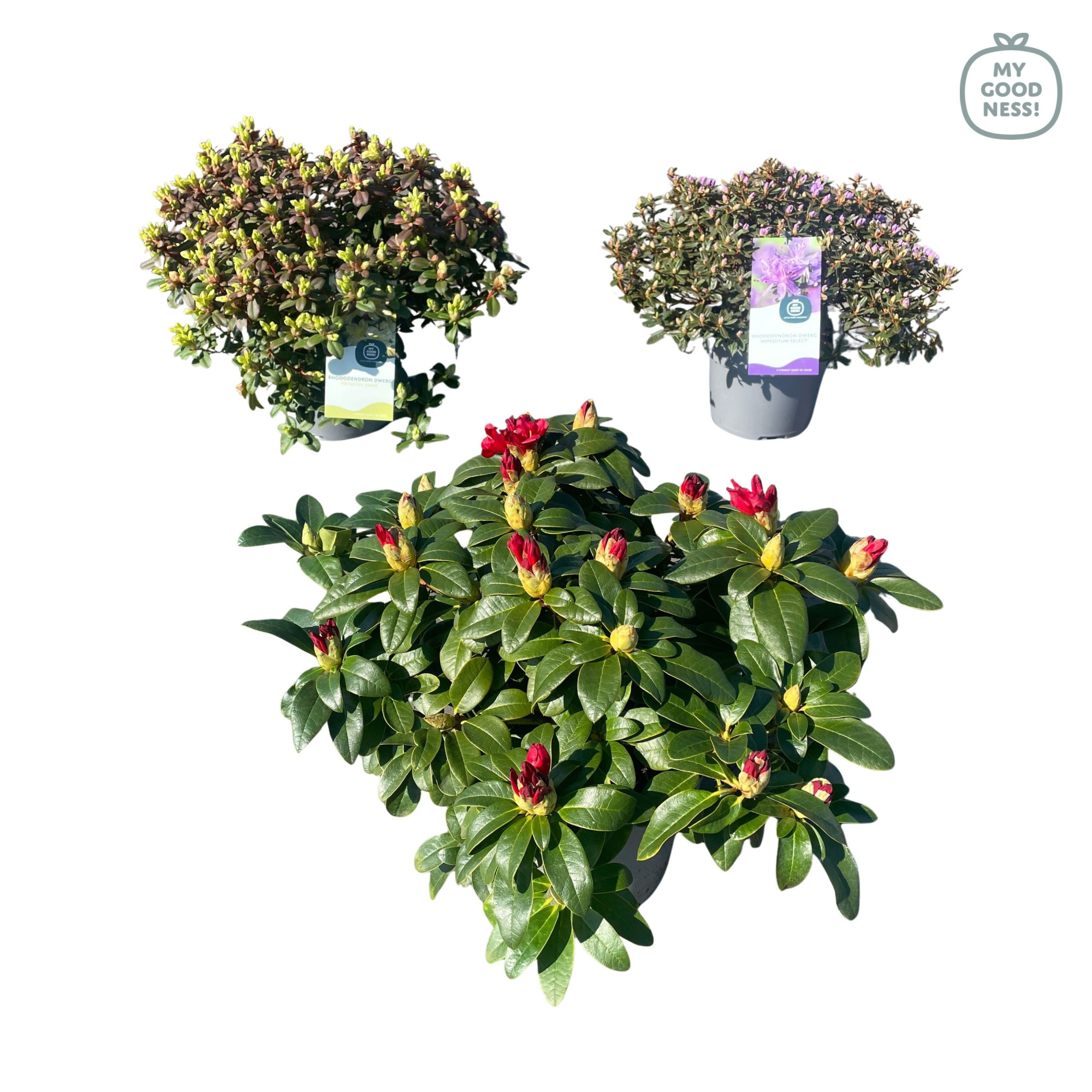 Rhododendron 30-40 /4 liter 'Mix' dwerg, D 21