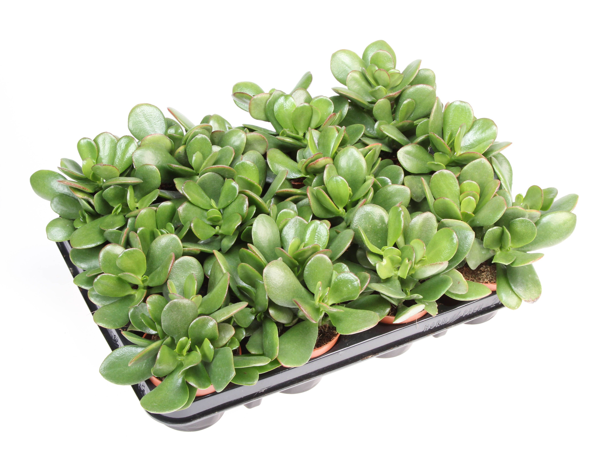 Crassula ovata, D 8,5